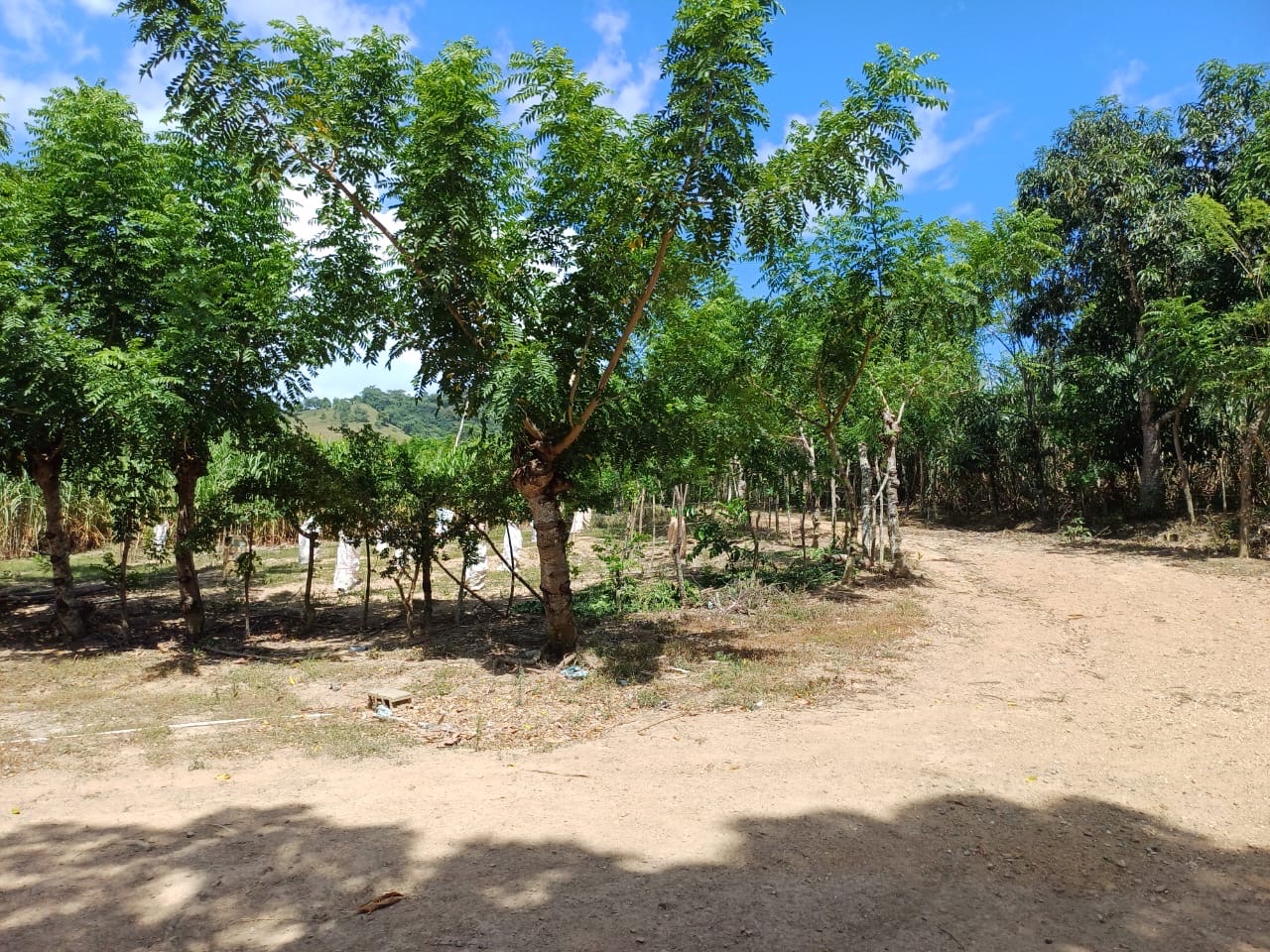 solares y terrenos - Venta de Finca en Gima, Fantino – Provincia Sánchez Ramírez 2
