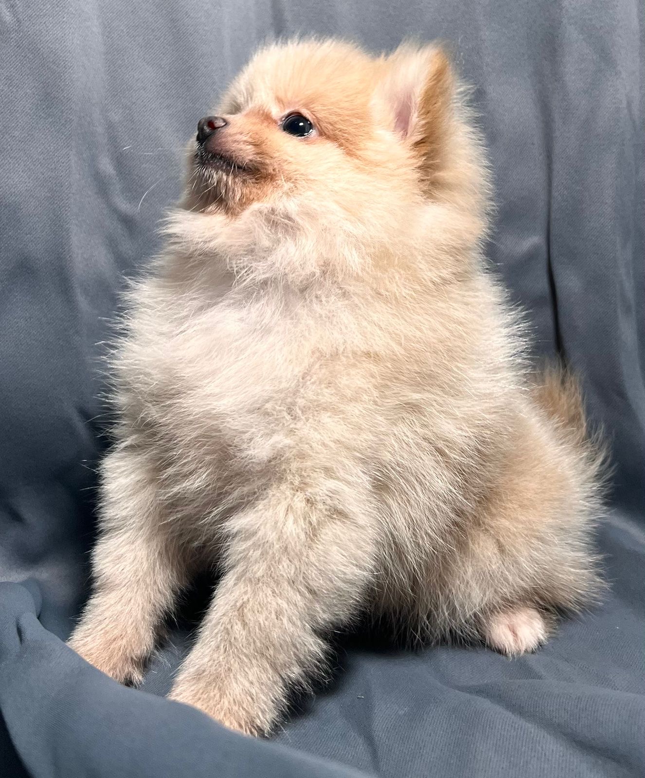 animales y mascotas - Pomerania hembra 0