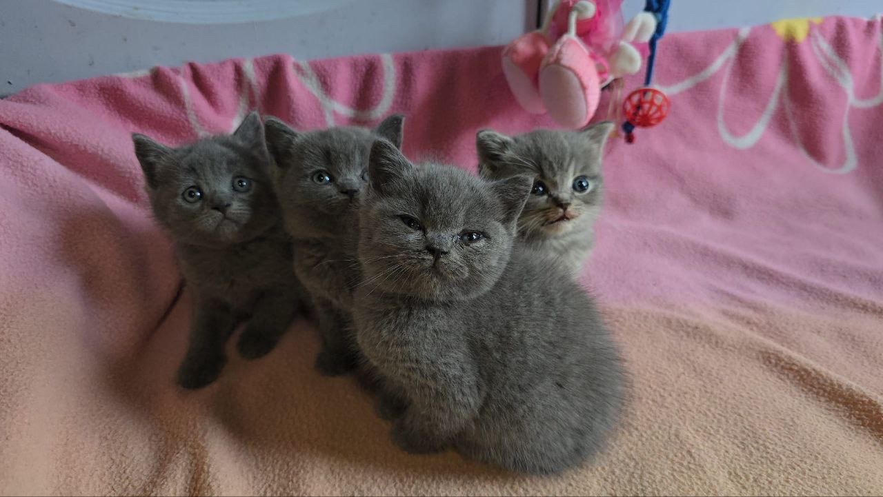 animales y mascotas - Camada Gatos British Shorthair en venta 4