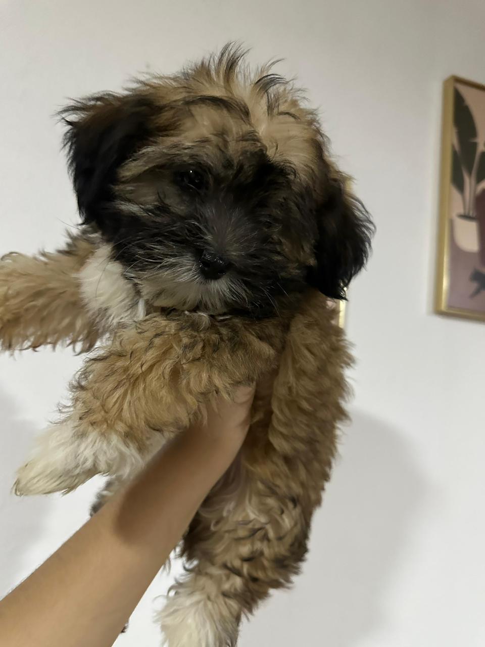 animales y mascotas - ¡Hermosa perrita Shih-Poo en busca de un hogar lle 2