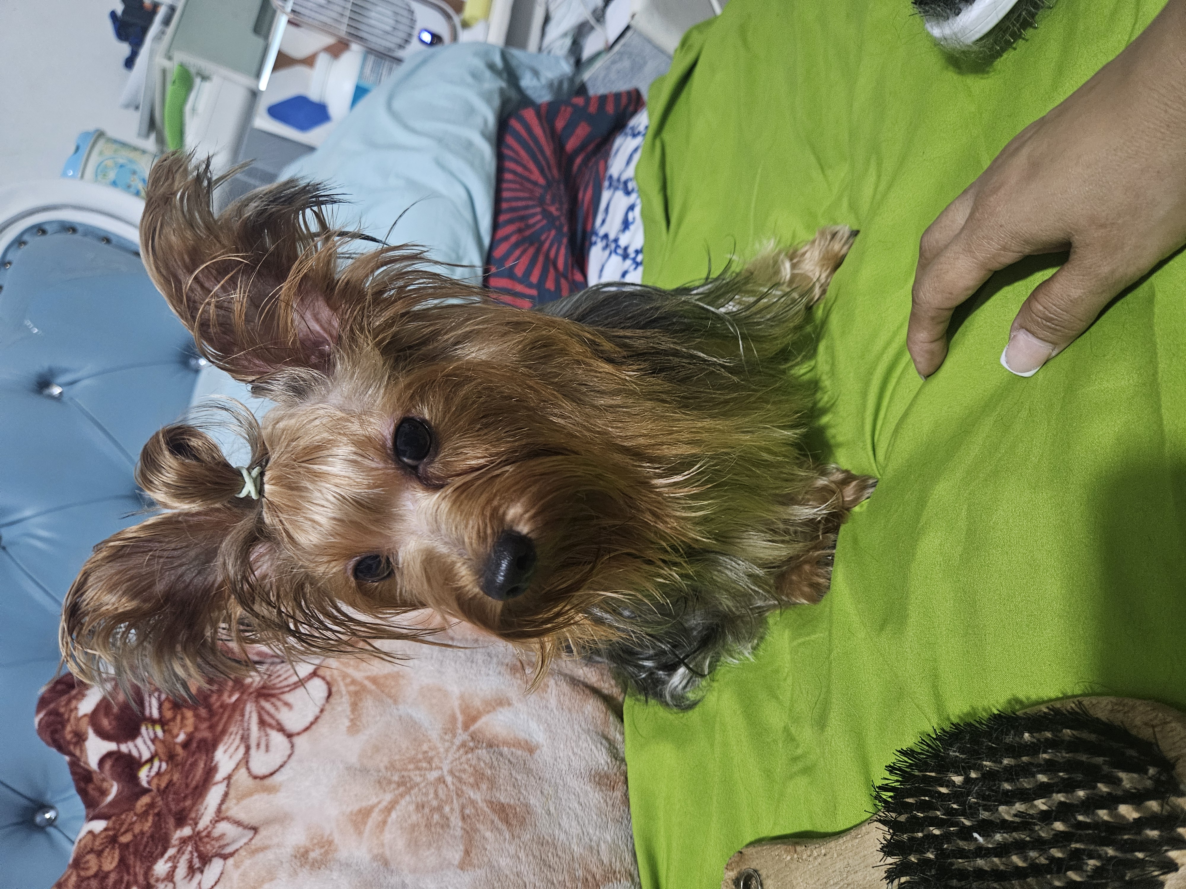 animales y mascotas - Yorkie macho. Excelente linaje 7