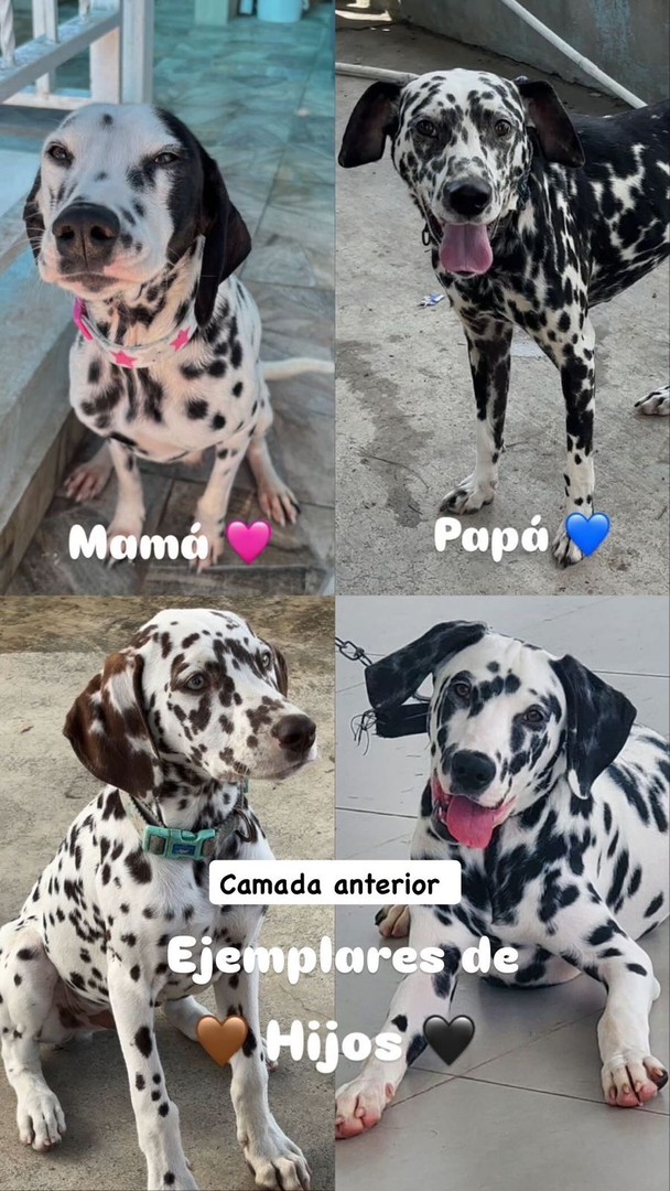 animales y mascotas - Dalmata Hembra y Varon 🟤⚫️ 6
