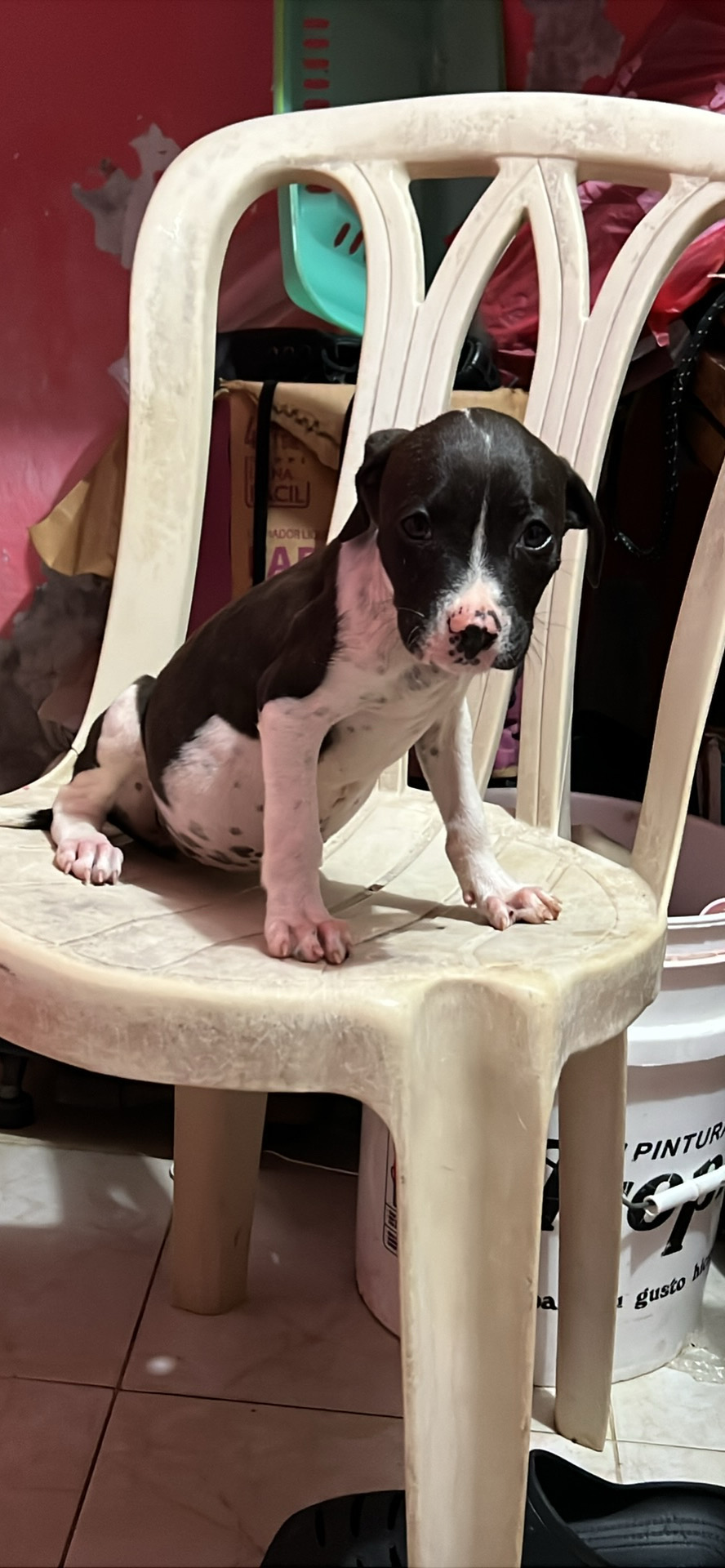 decoración y accesorios - son perros pitbull de pura raza con dos meses  2