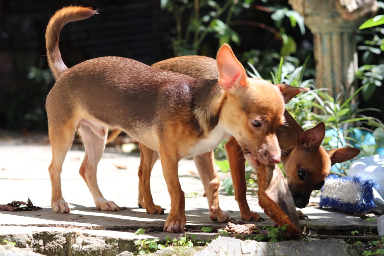 animales y mascotas - Chihuahua cabeza de venado varon, en adopcion 7