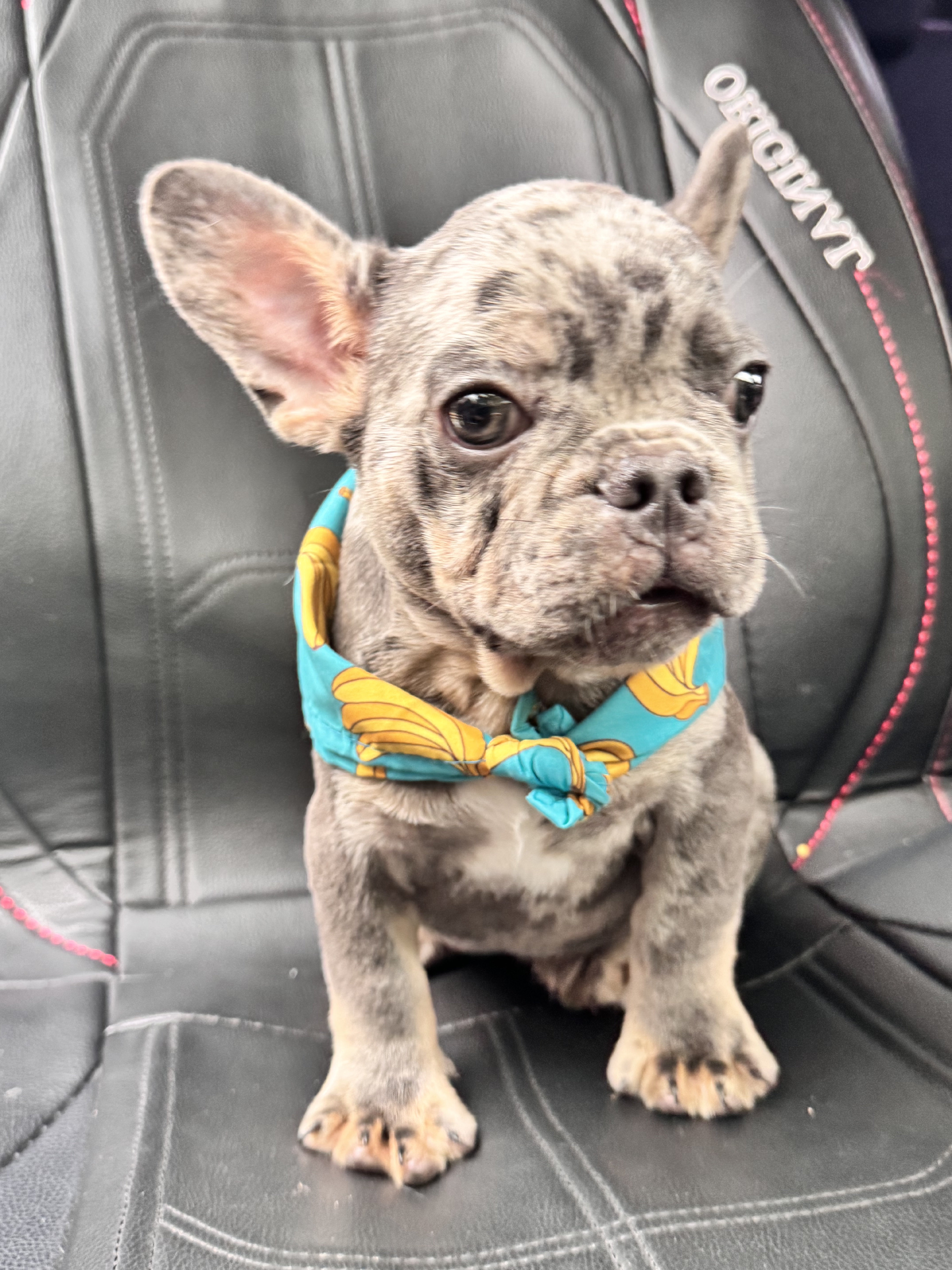 animales y mascotas - bulldog francés fluffy  2