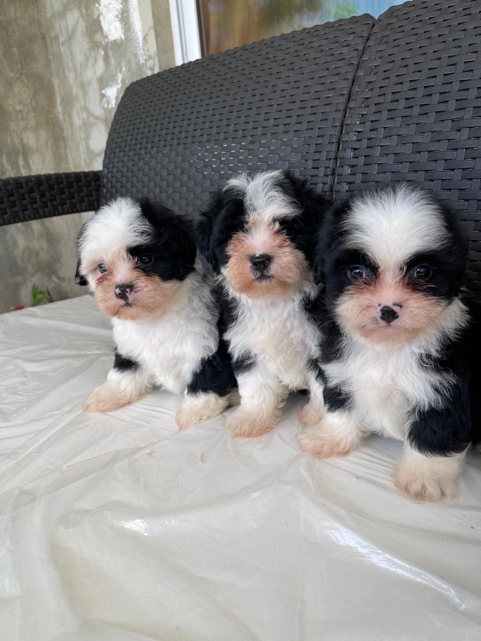 animales y mascotas - chipoo  1