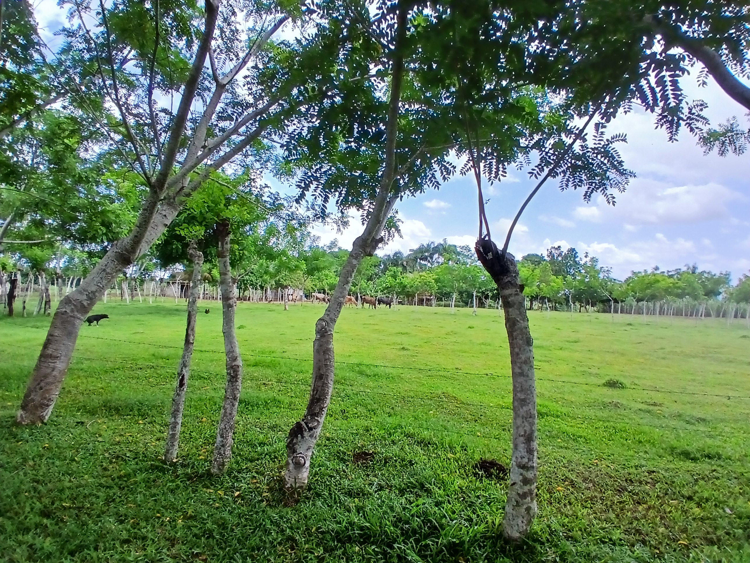 solares y terrenos - Finca  2