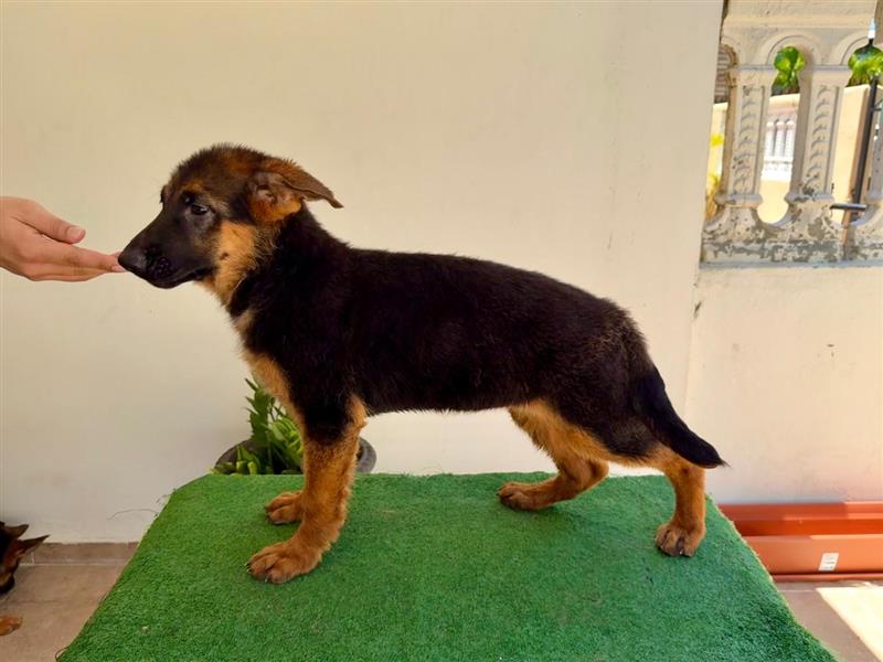 animales y mascotas - Se venden cachorras de Pastor Alemán 3