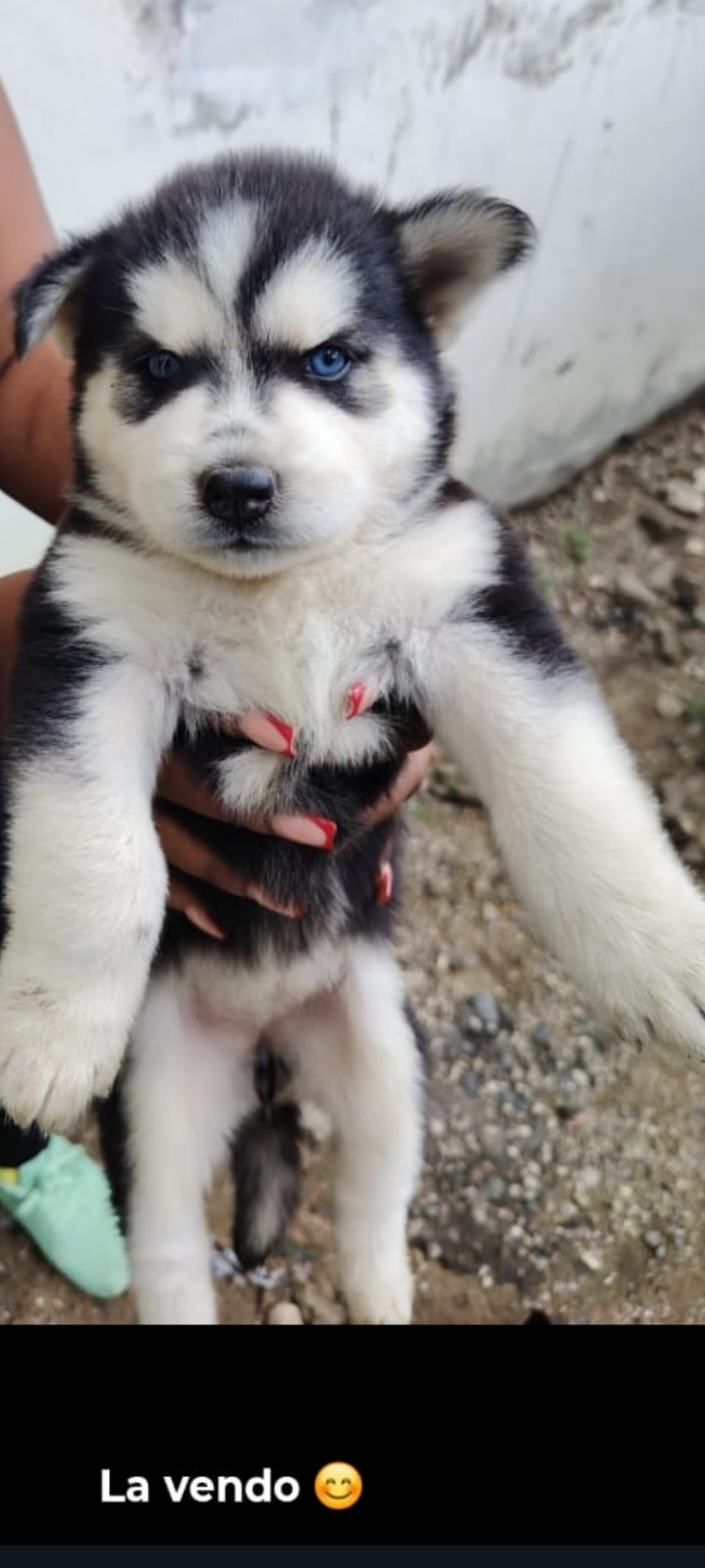 animales y mascotas - JOSKEY SIBERIAN,cachorros pura razas,venta 2