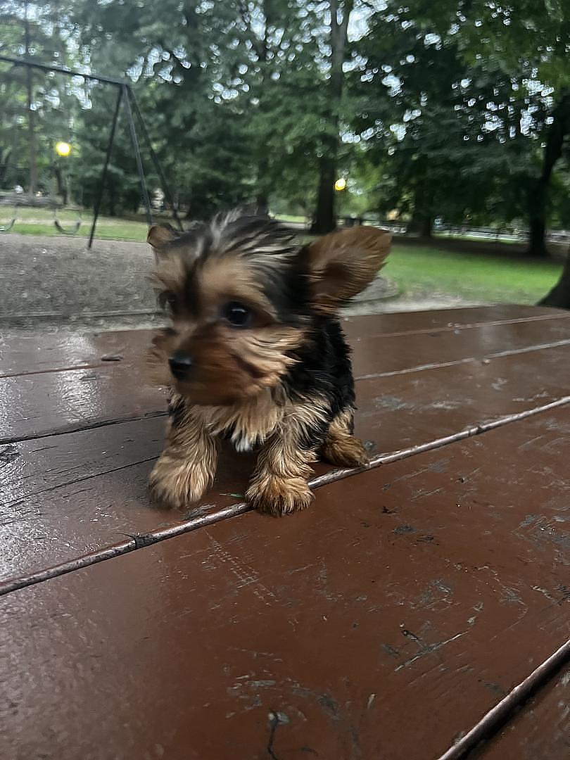 animales y mascotas - Yorkie  4