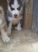 animales y mascotas - Cachorro Husky siberiano  6