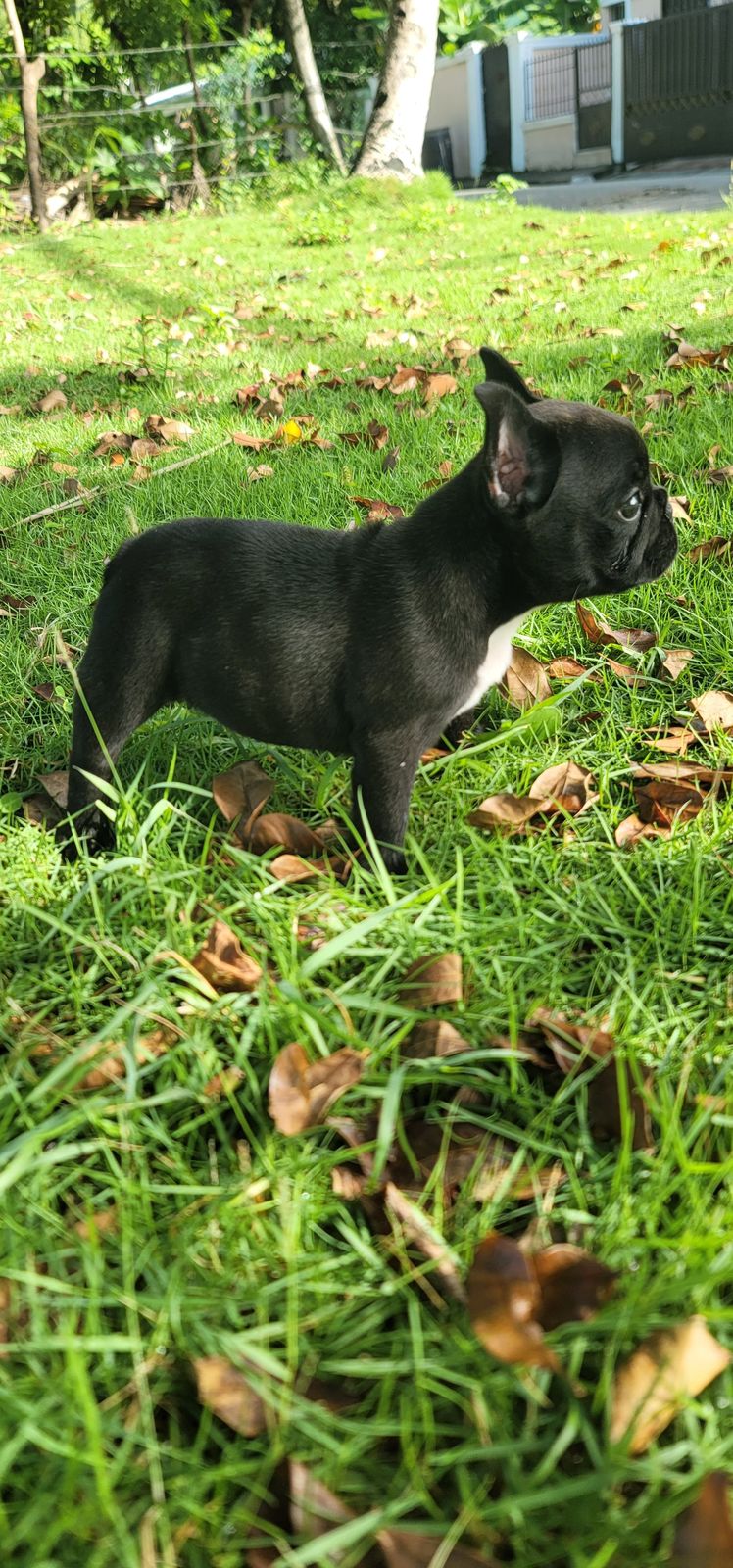 animales y mascotas - OFERTA CACHORRO BULLDOG FRANCES HEMBRA SE ENTREGA  0