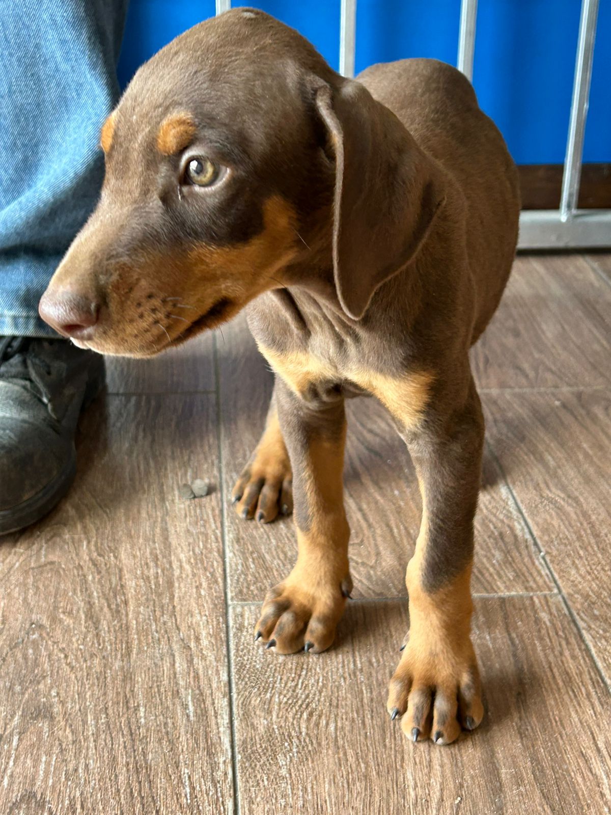 animales y mascotas - Venta de Perros Doberman Marrones.