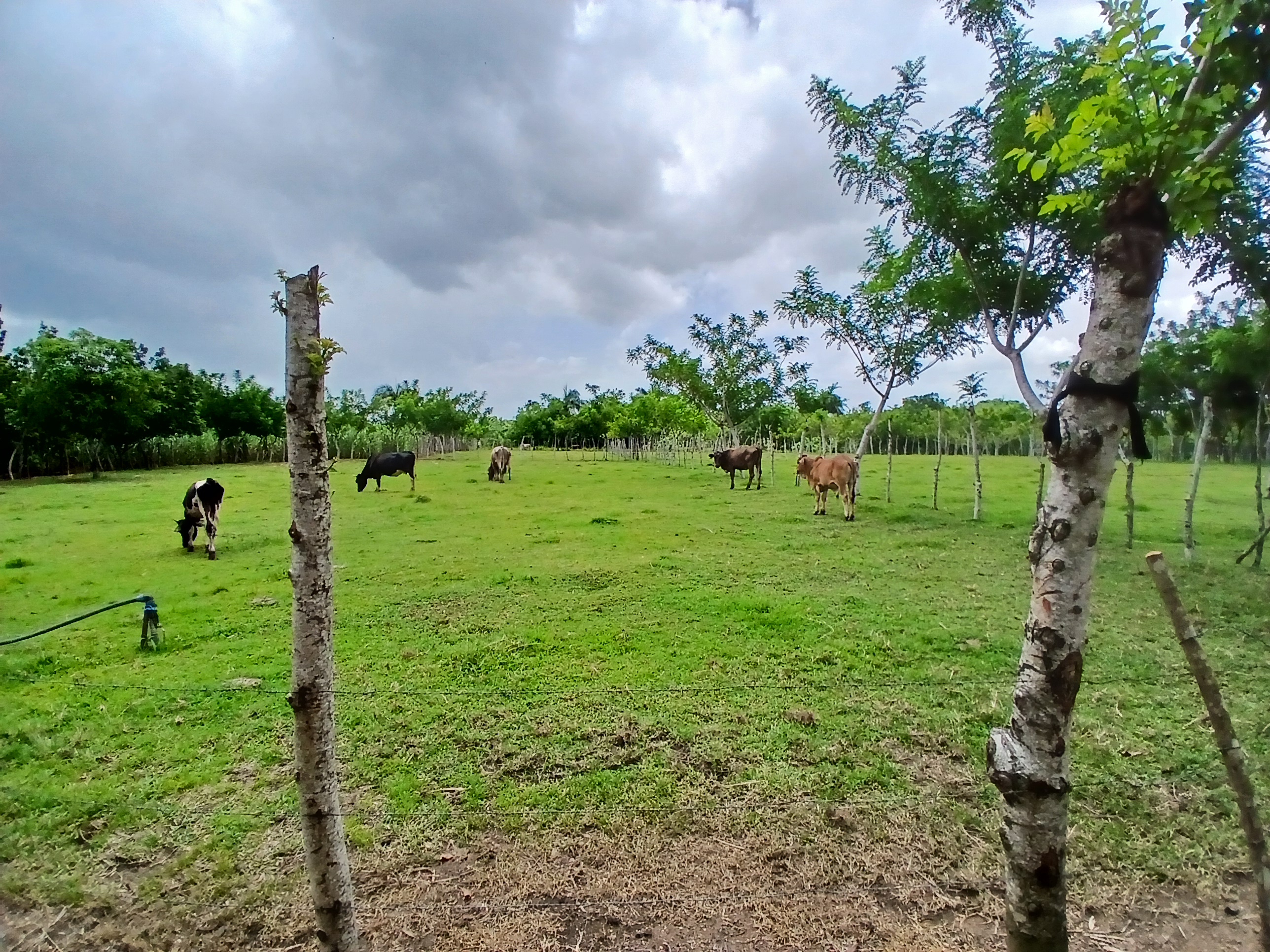 solares y terrenos - Finca  0