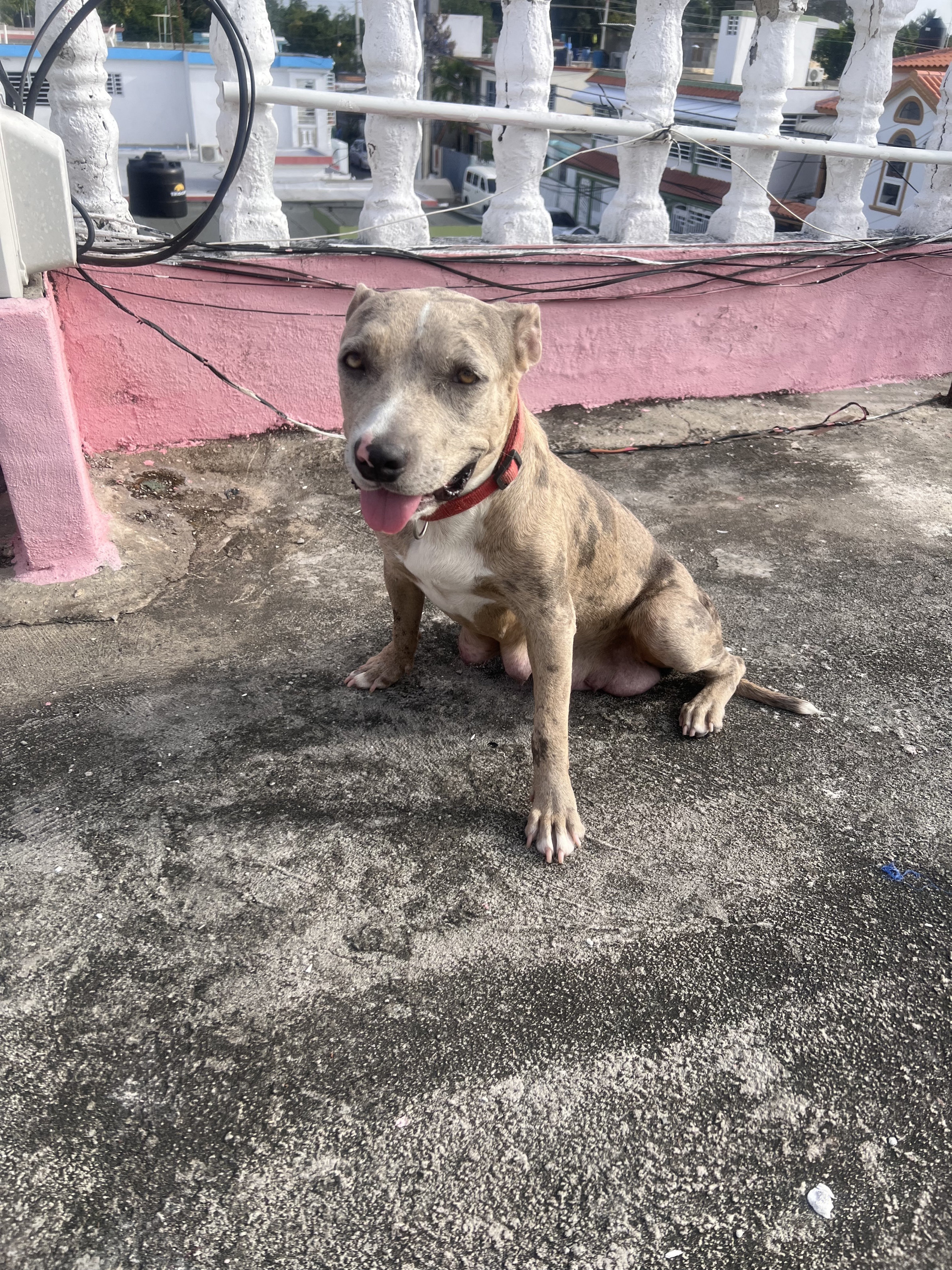 decoración y accesorios - son perros pitbull de pura raza con dos meses  0