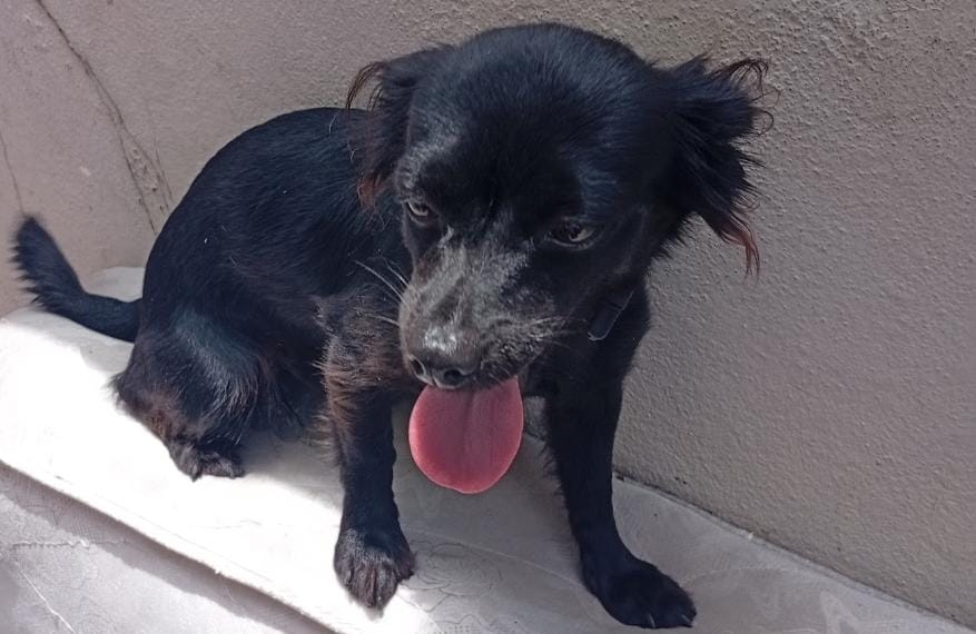 animales y mascotas - Chihuahua mariposa de 1 año 0