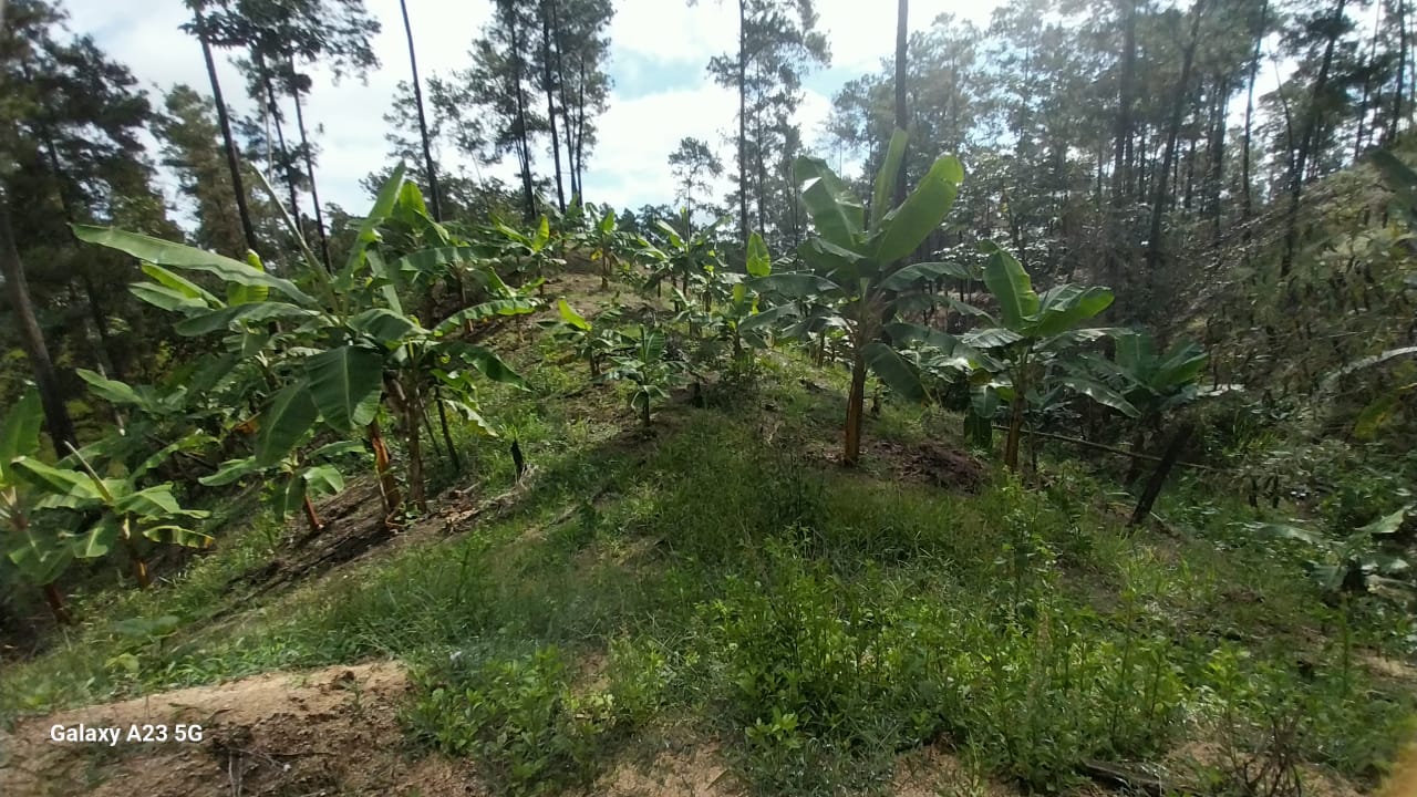 solares y terrenos - Finca en Venta – Jarabacoa, 50 Tareas con Título 4
