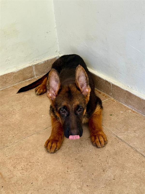 animales y mascotas - Se venden cachorras de Pastor Alemán 4