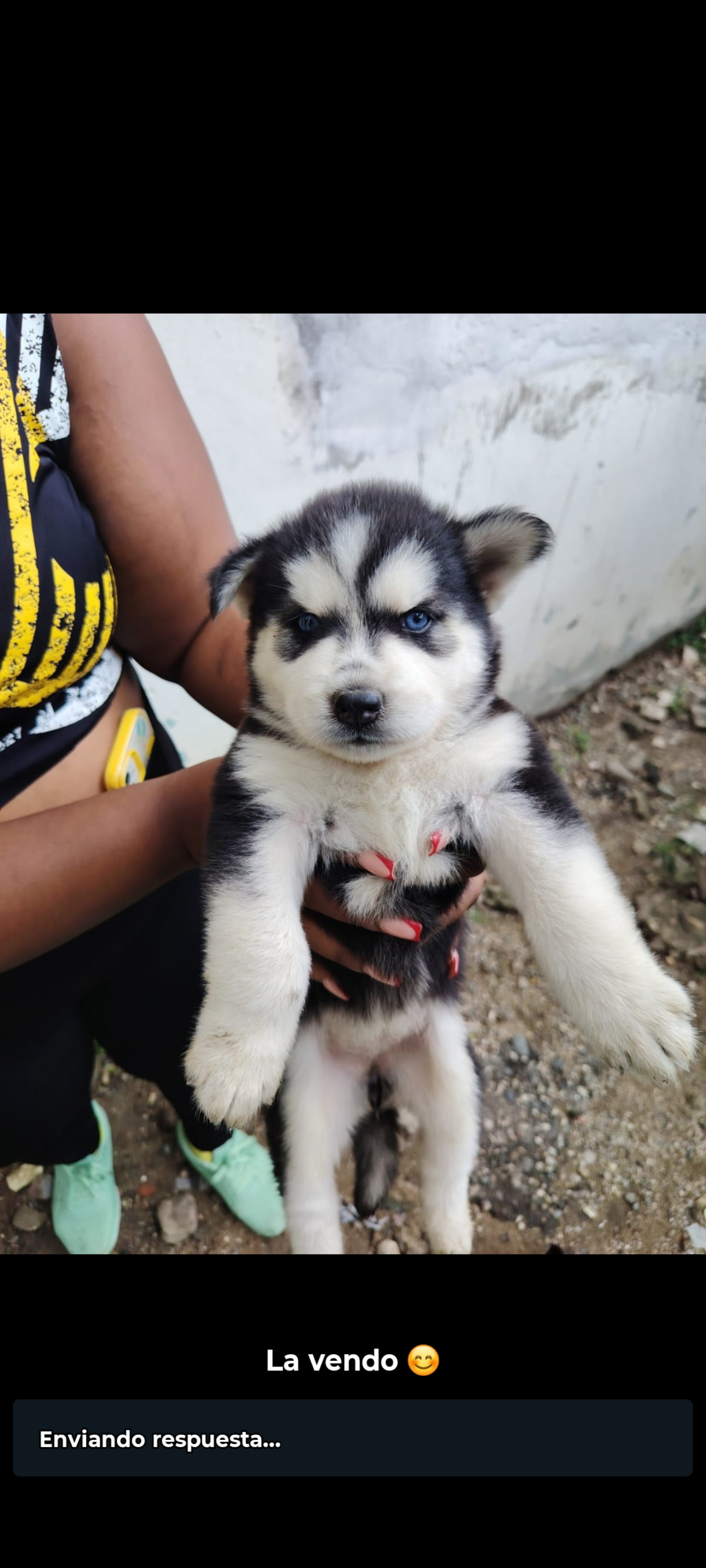 animales y mascotas - JOSKEY SIBERIAN,cachorros pura razas,venta 3