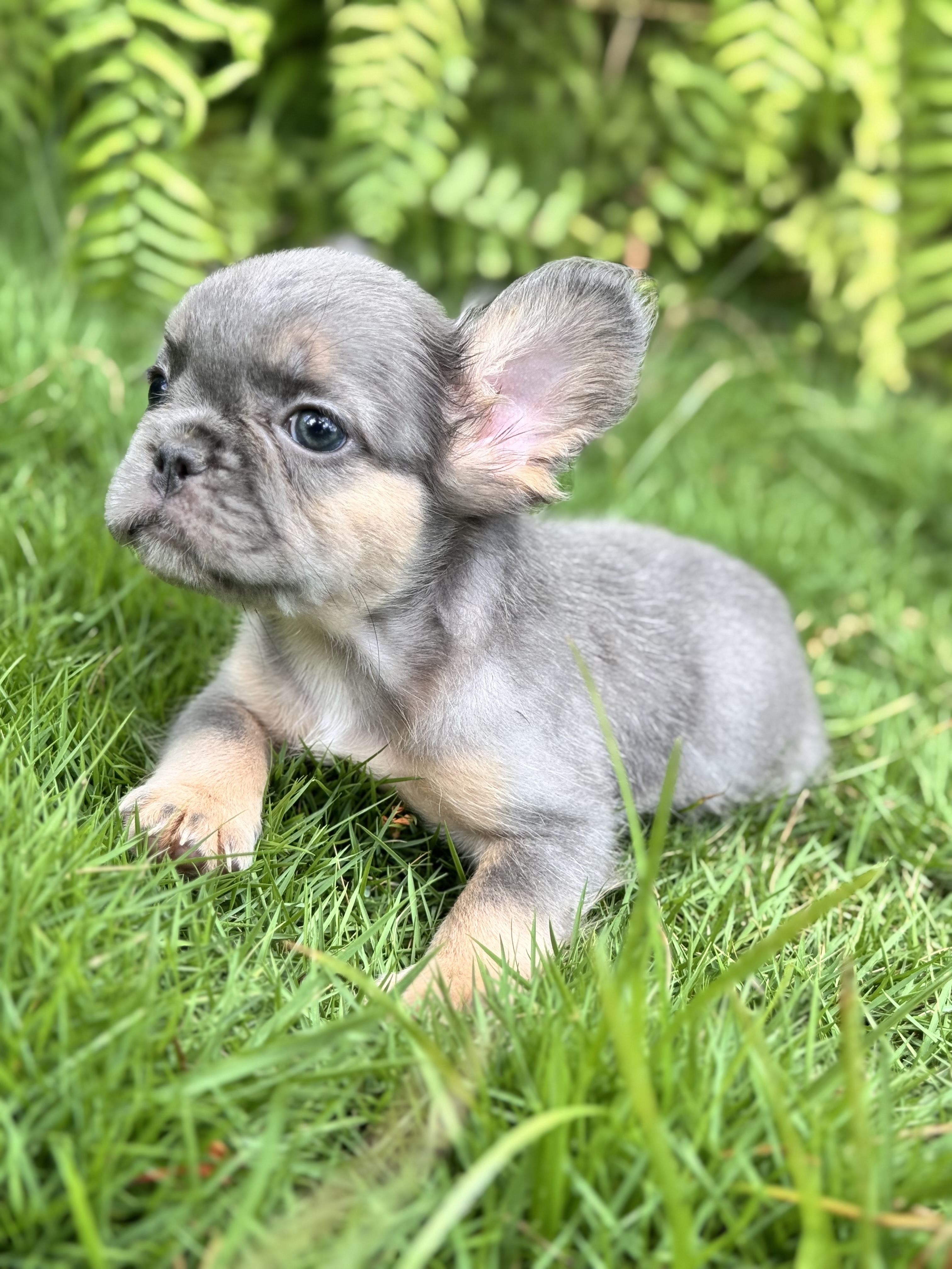 animales y mascotas - bulldog francés fluffy  1