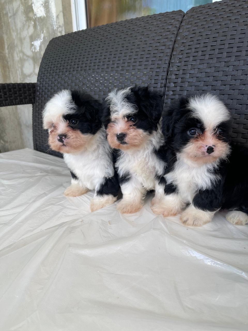 animales y mascotas - chipoo 