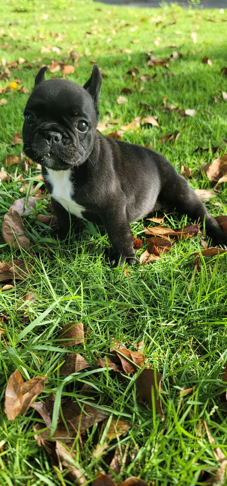 animales y mascotas - OFERTA CACHORRO BULLDOG FRANCES HEMBRA SE ENTREGA  1