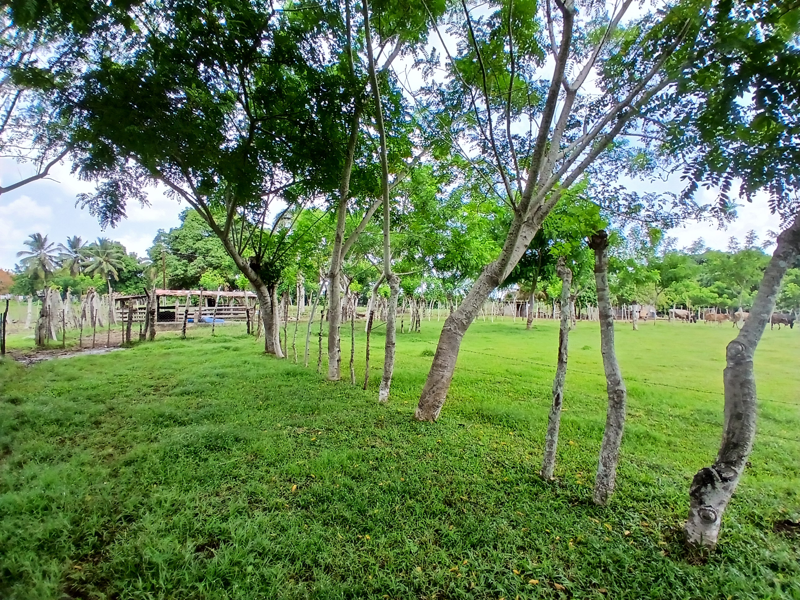 solares y terrenos - Finca  1