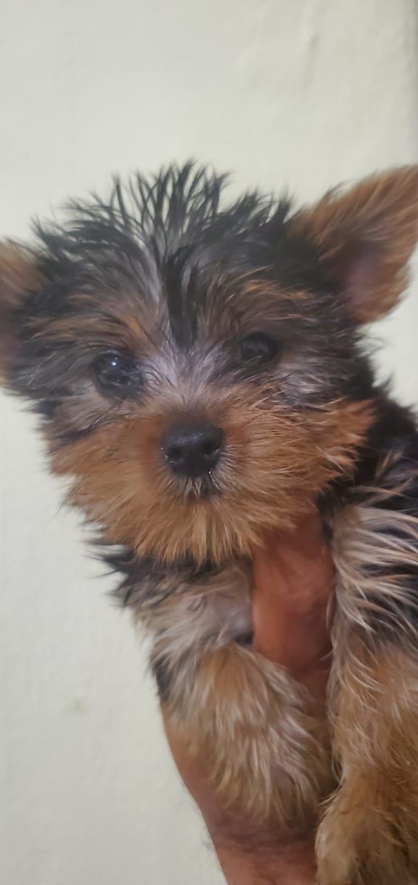 animales y mascotas - OFERTA CACHORRO YORKIE MACHO SE ENTREGA CON TODO A