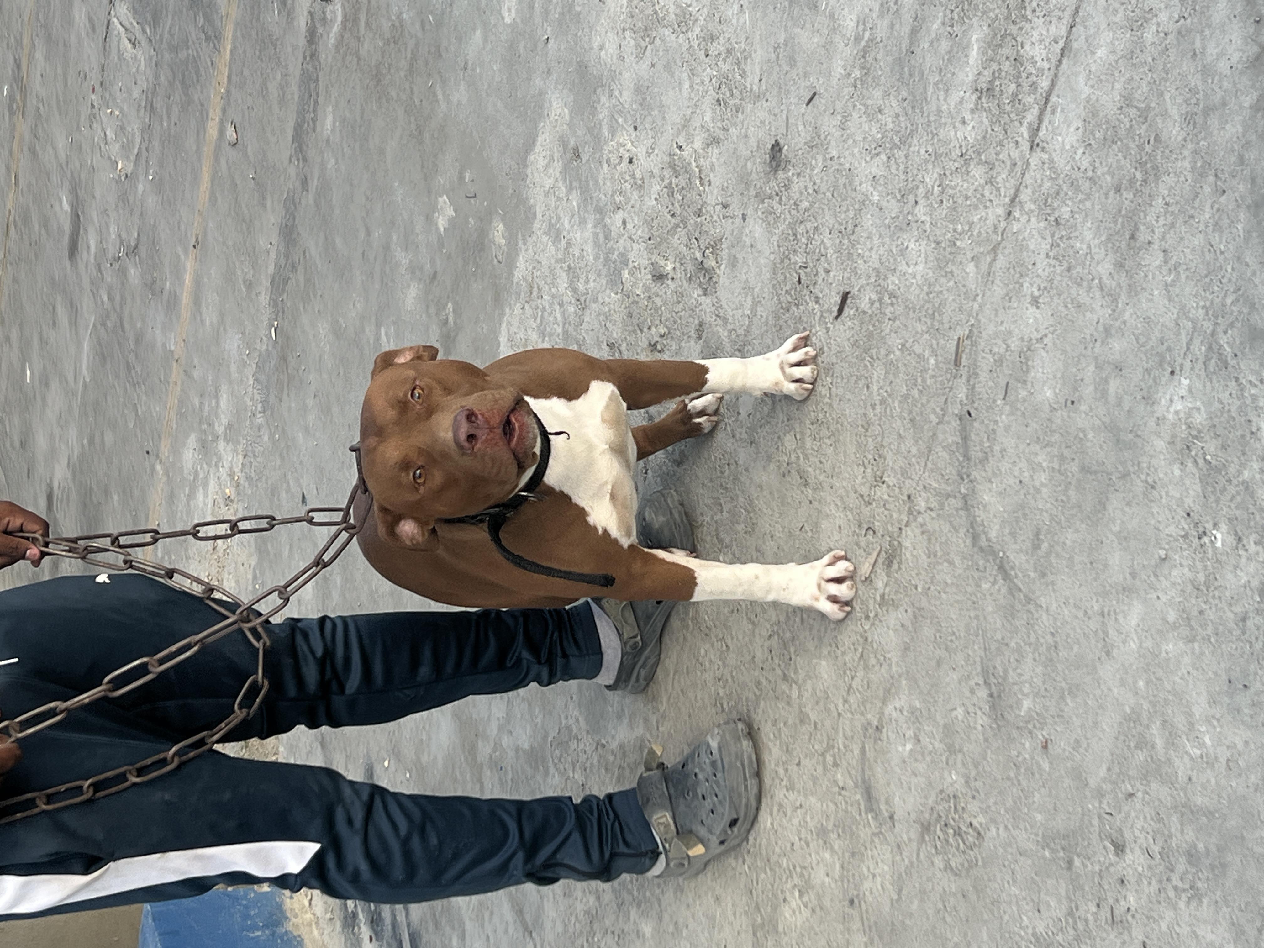 decoración y accesorios - son perros pitbull de pura raza con dos meses  1