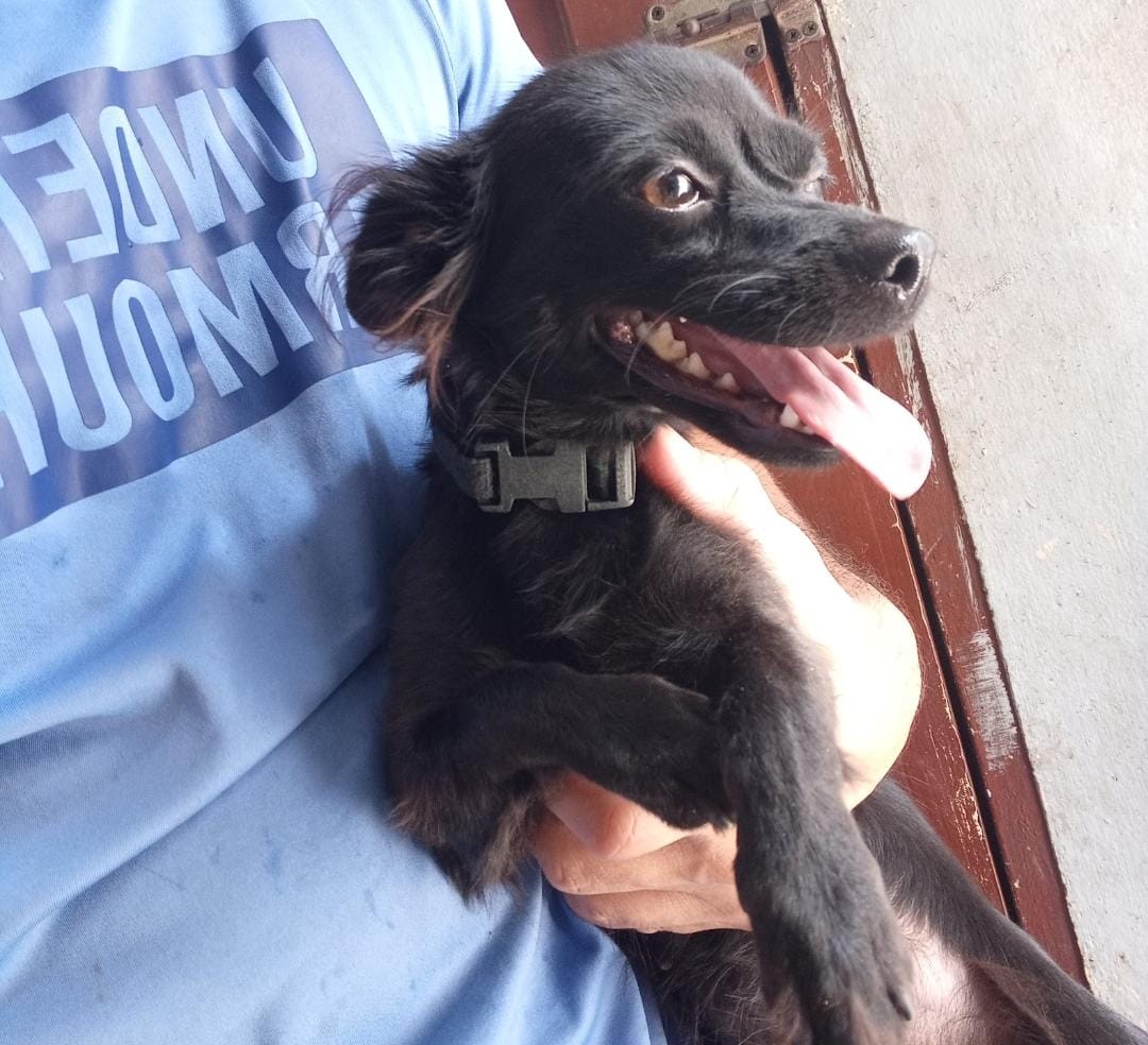 animales y mascotas - Chihuahua mariposa de 1 año 1