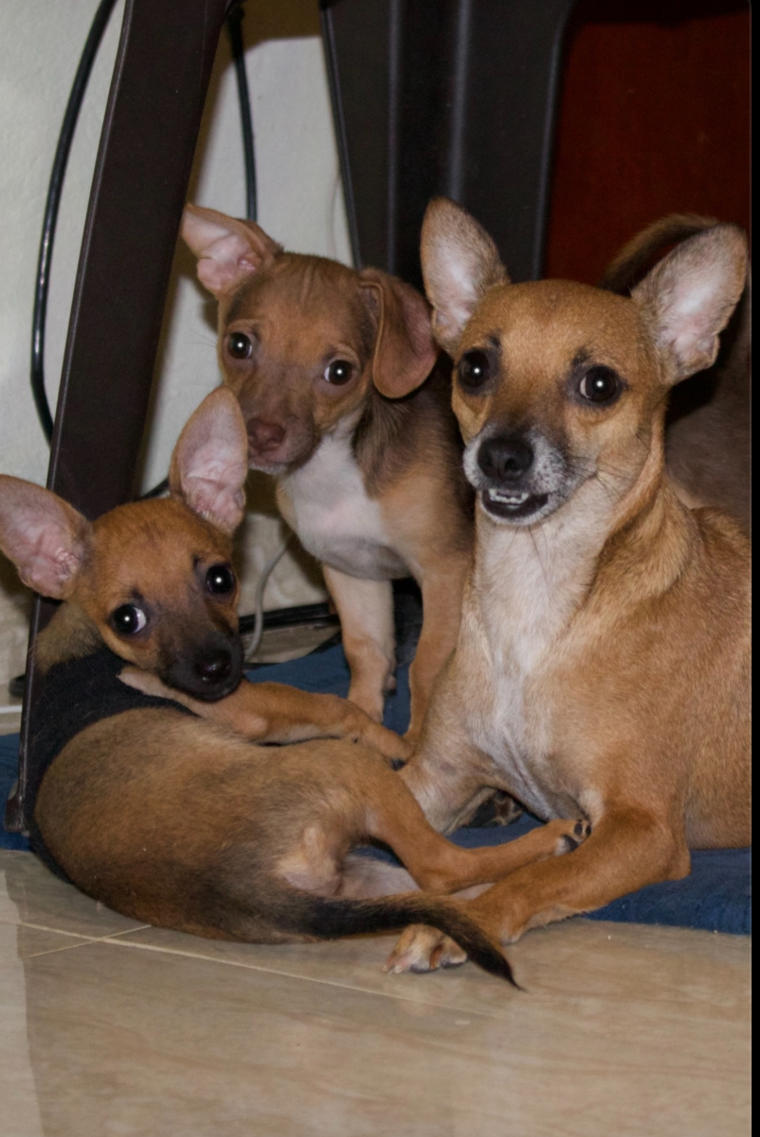 animales y mascotas - Chihuahua cabeza de venado varon, en adopcion 6