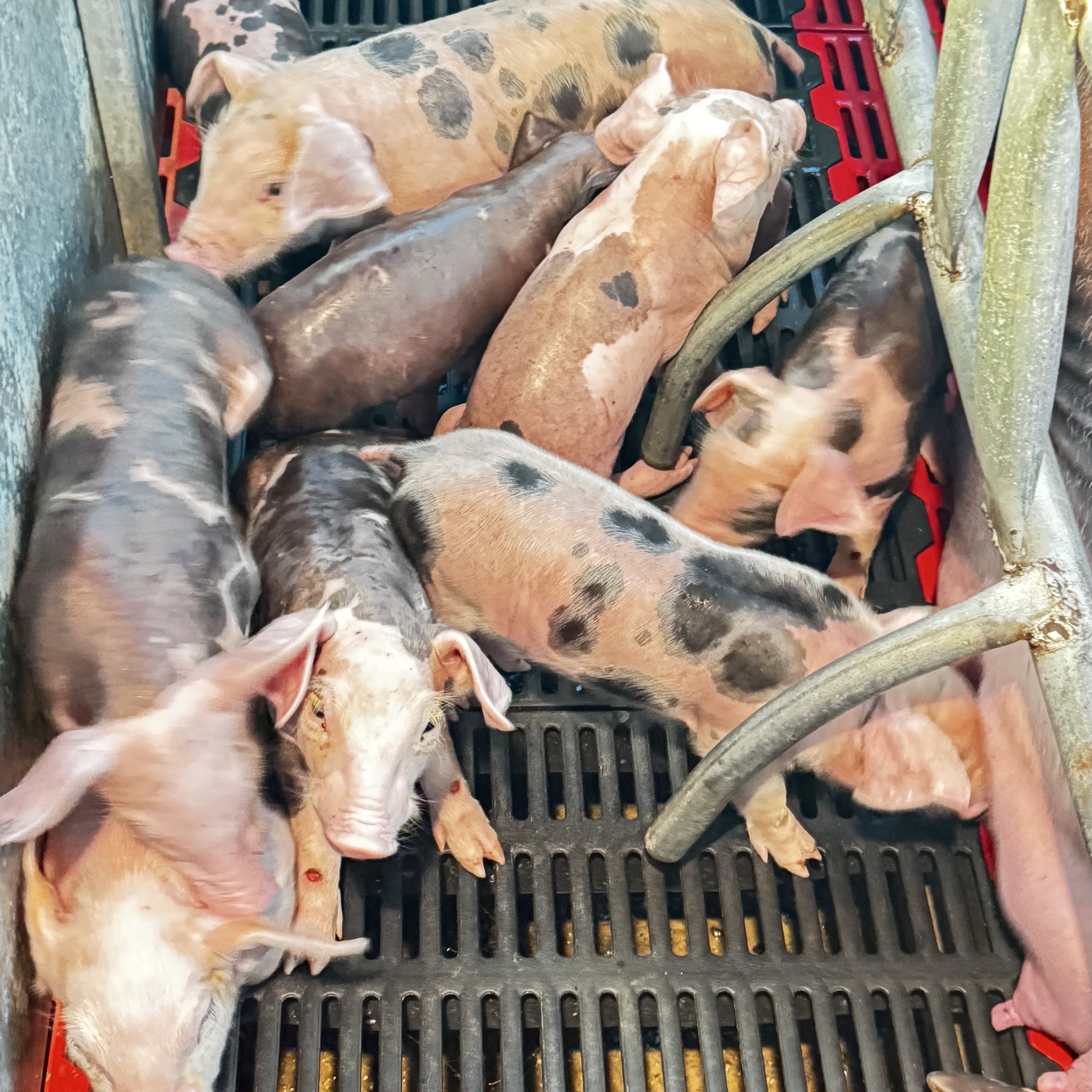 animales y mascotas - VENDO CERDOS AL DESTETE 1
