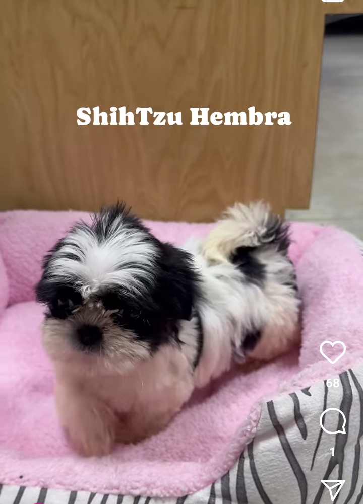 animales y mascotas - Perritas shitzu hembras  1