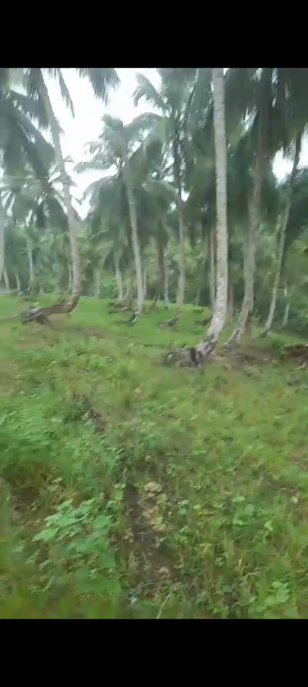 solares y terrenos - Se vende finca de coco 6