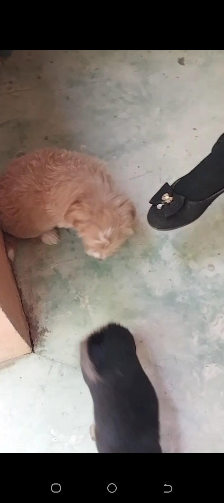 animales y mascotas - Cachorro peludo 2