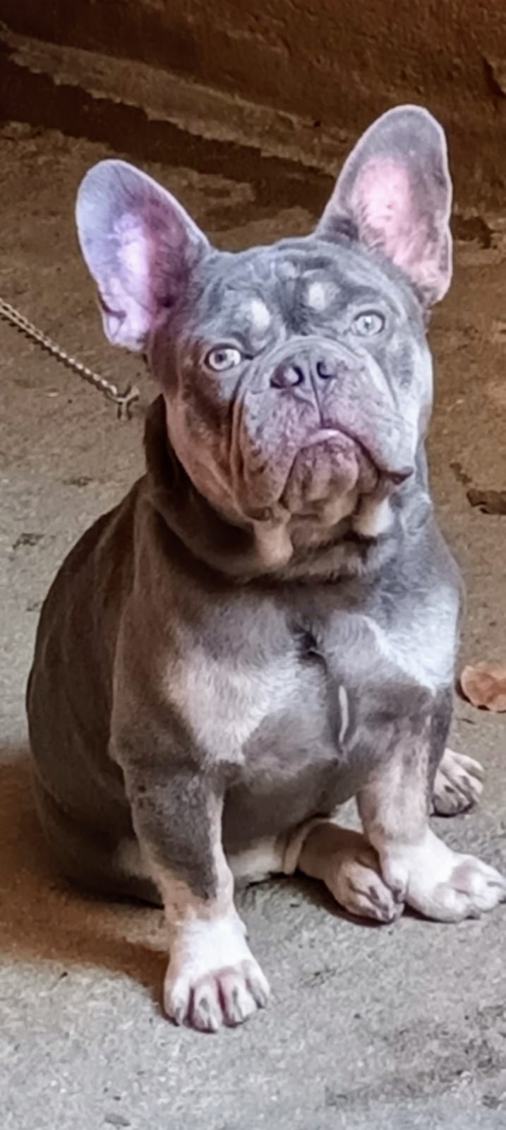 animales y mascotas - bulldog francés fluffy blue con pedigree 3