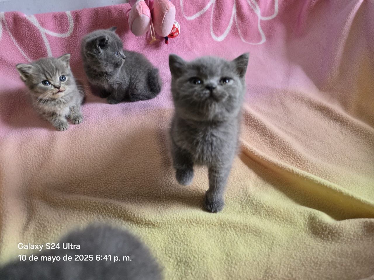 animales y mascotas - Camada Gatos British Shorthair en venta 5