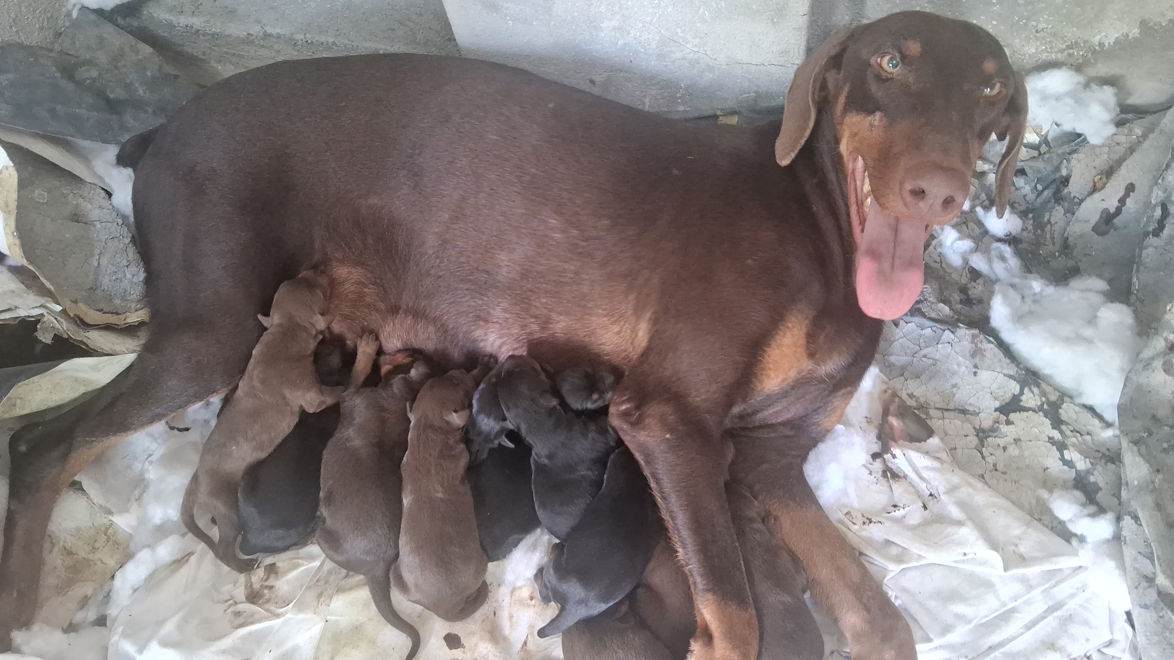 animales y mascotas - Cachorros Doberman en Santo Domingo 1