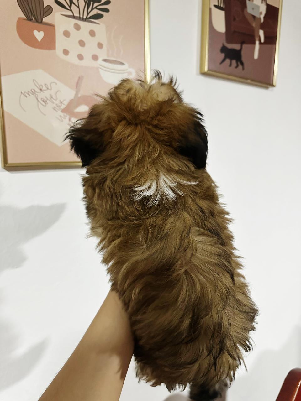 animales y mascotas - ¡Hermosa perrita Shih-Poo en busca de un hogar lle 3