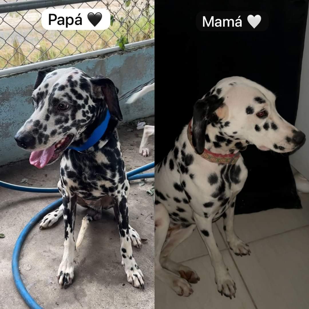 animales y mascotas - Dalmata Hembra y Varon 🟤⚫️ 7