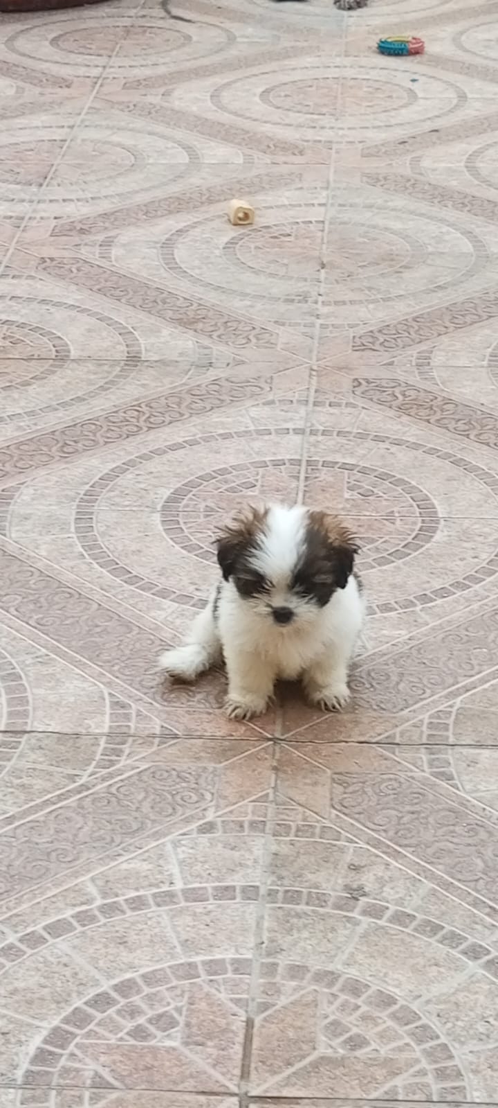 animales y mascotas - Cachorros Shipoo 2