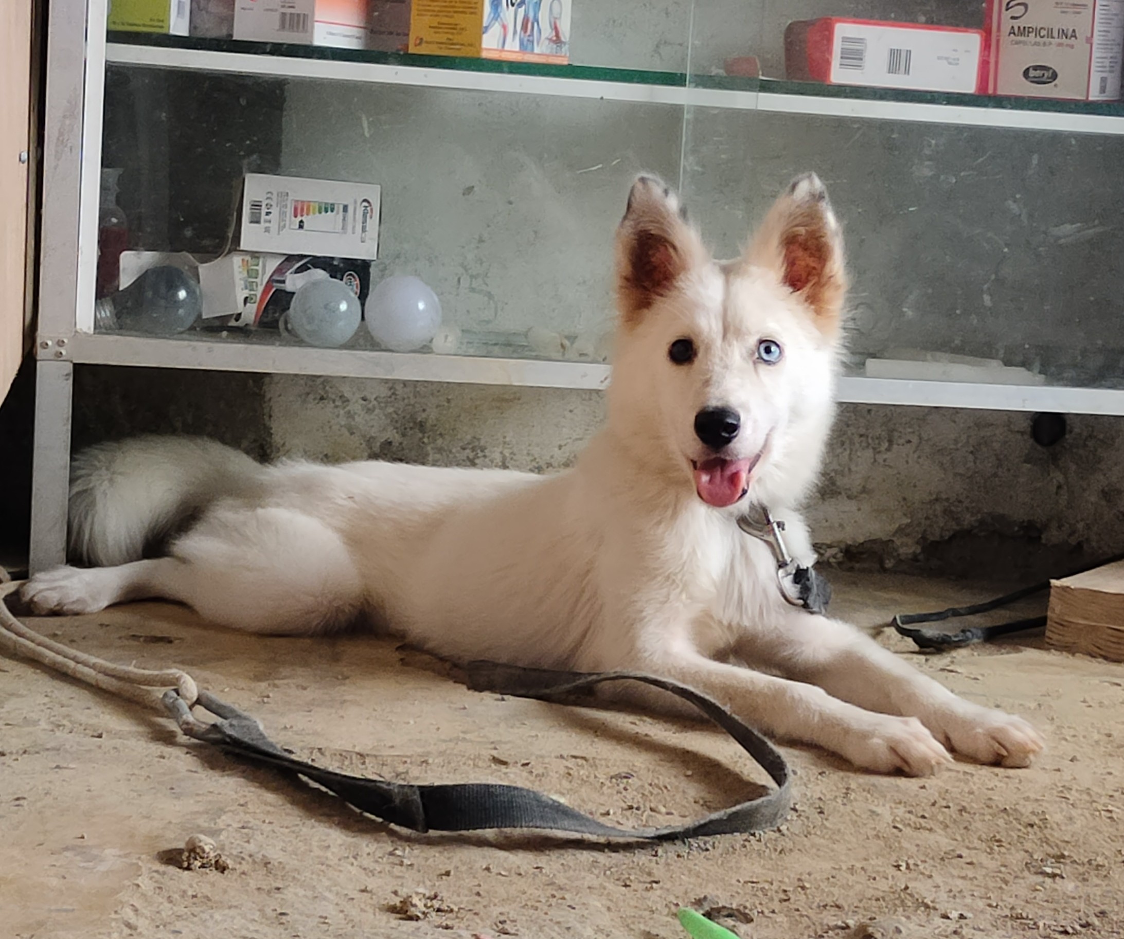 animales y mascotas - cambio está hermosa husky, por un pitbull macho