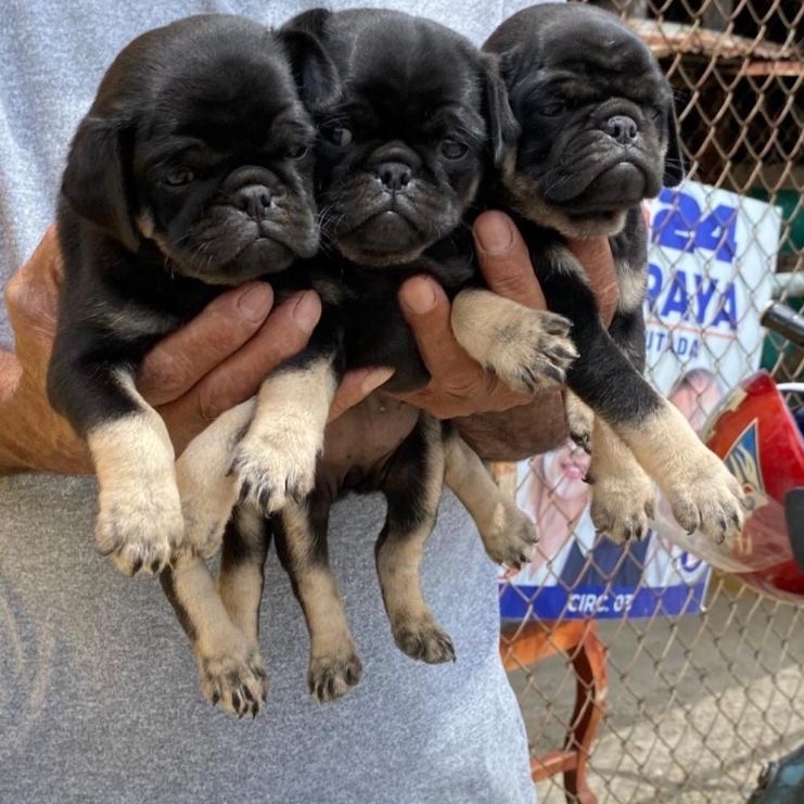 animales y mascotas - Pug 
H Y M