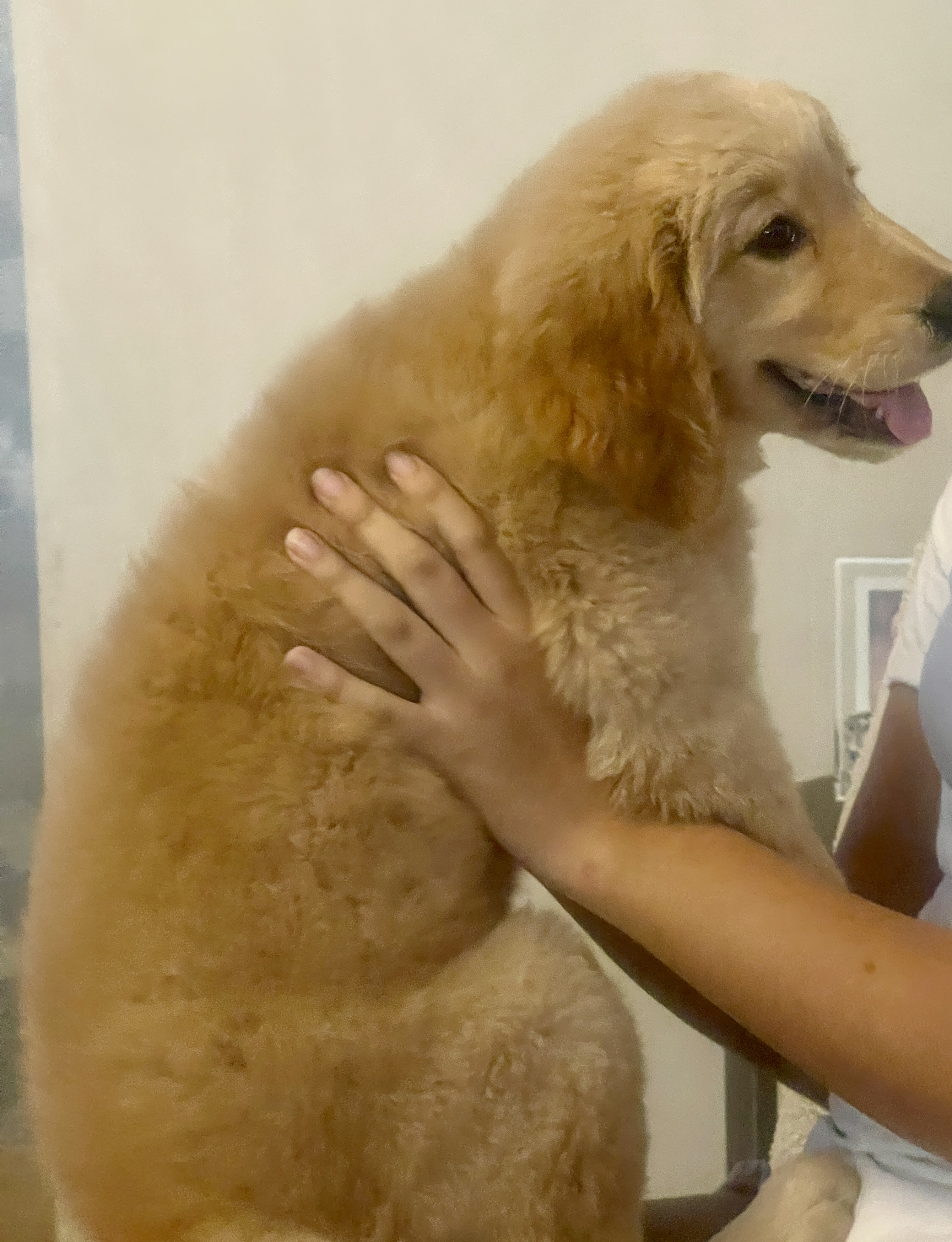 animales y mascotas - Cachorrro Golden Retriever  1