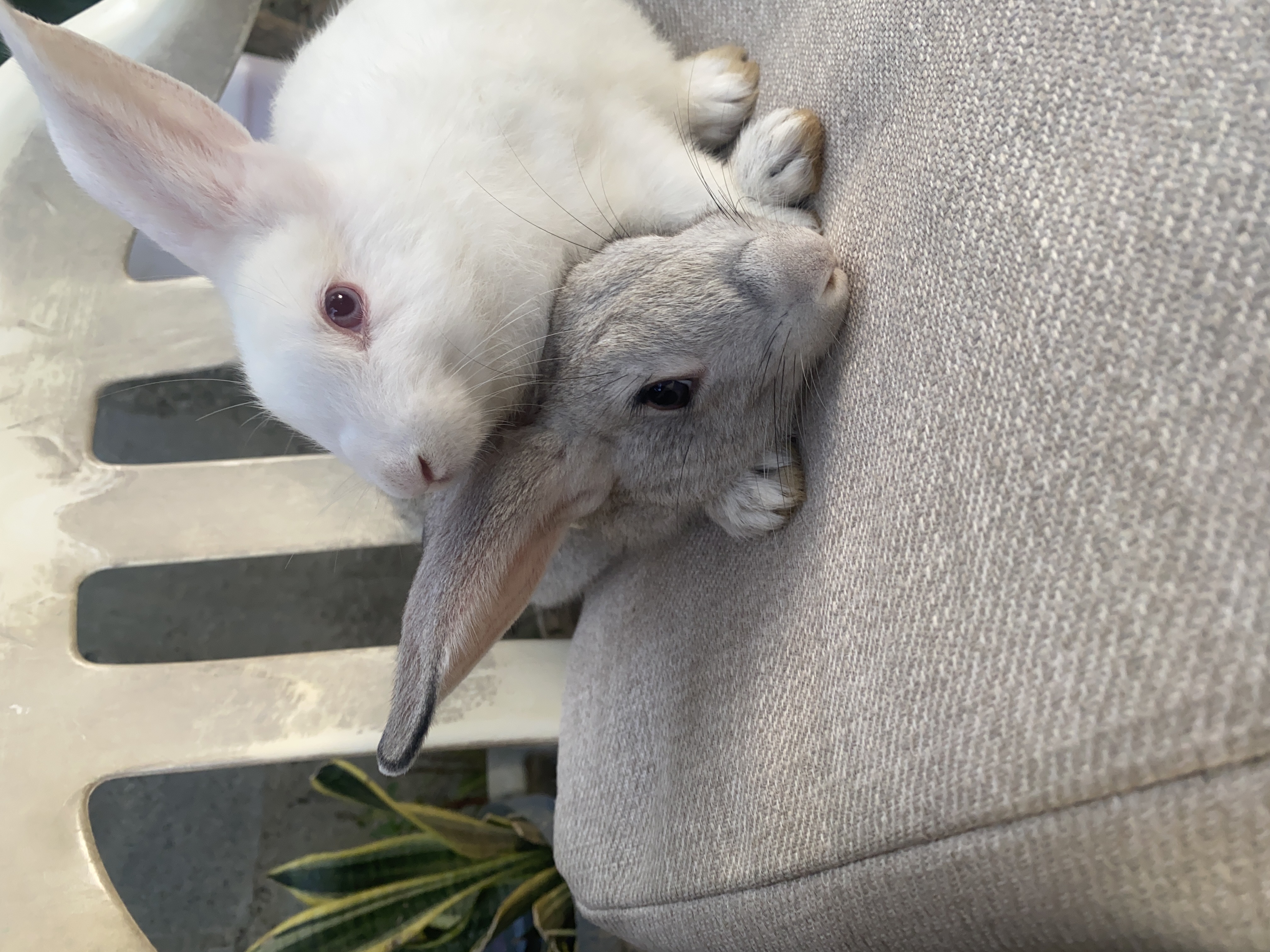 animales y mascotas - venta de conejos 4