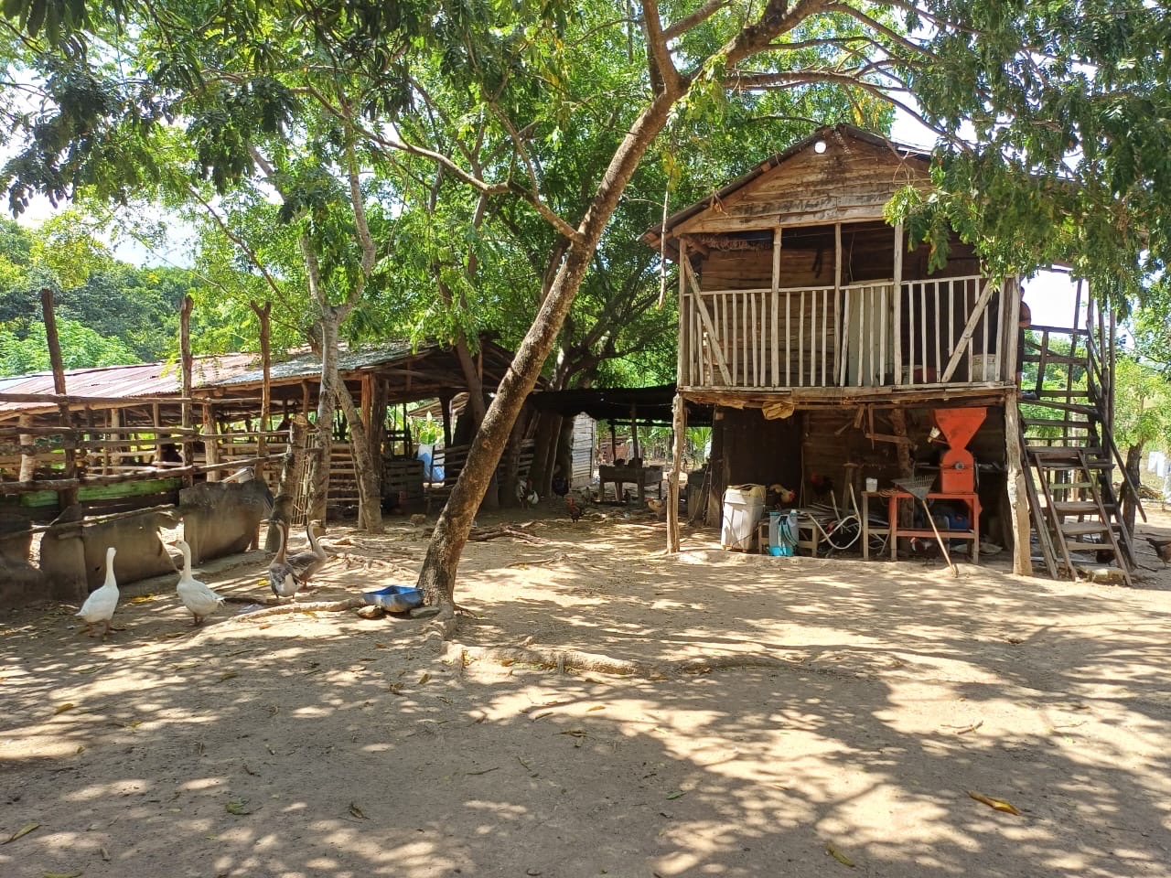 solares y terrenos - Venta de Finca en Gima, Fantino – Provincia Sánchez Ramírez 4
