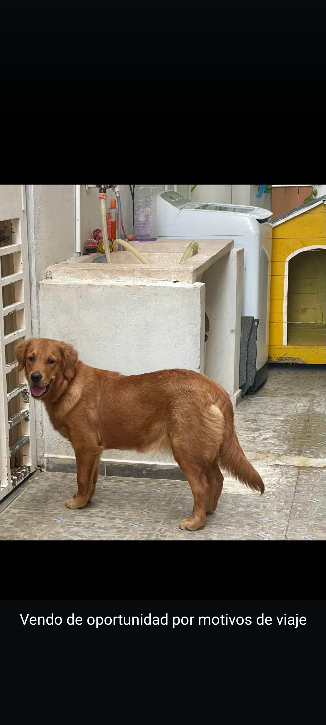 animales y mascotas - excelente y adorable golden retriever hembra super dócil y amorosa 1