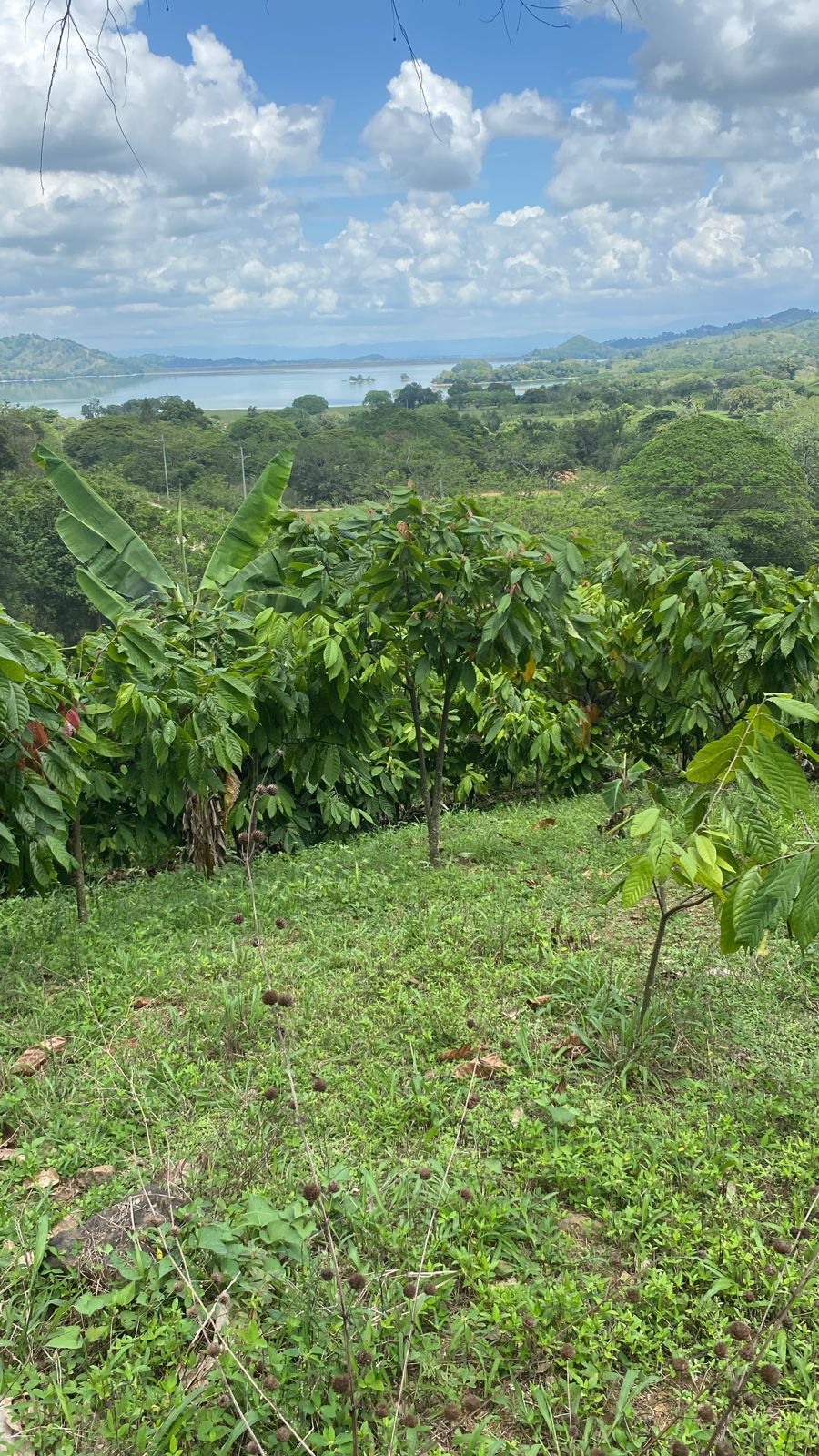 solares y terrenos - Finca En Venta En Cotuí – 72 Tareas Sembradas De Cacao Y Frutales