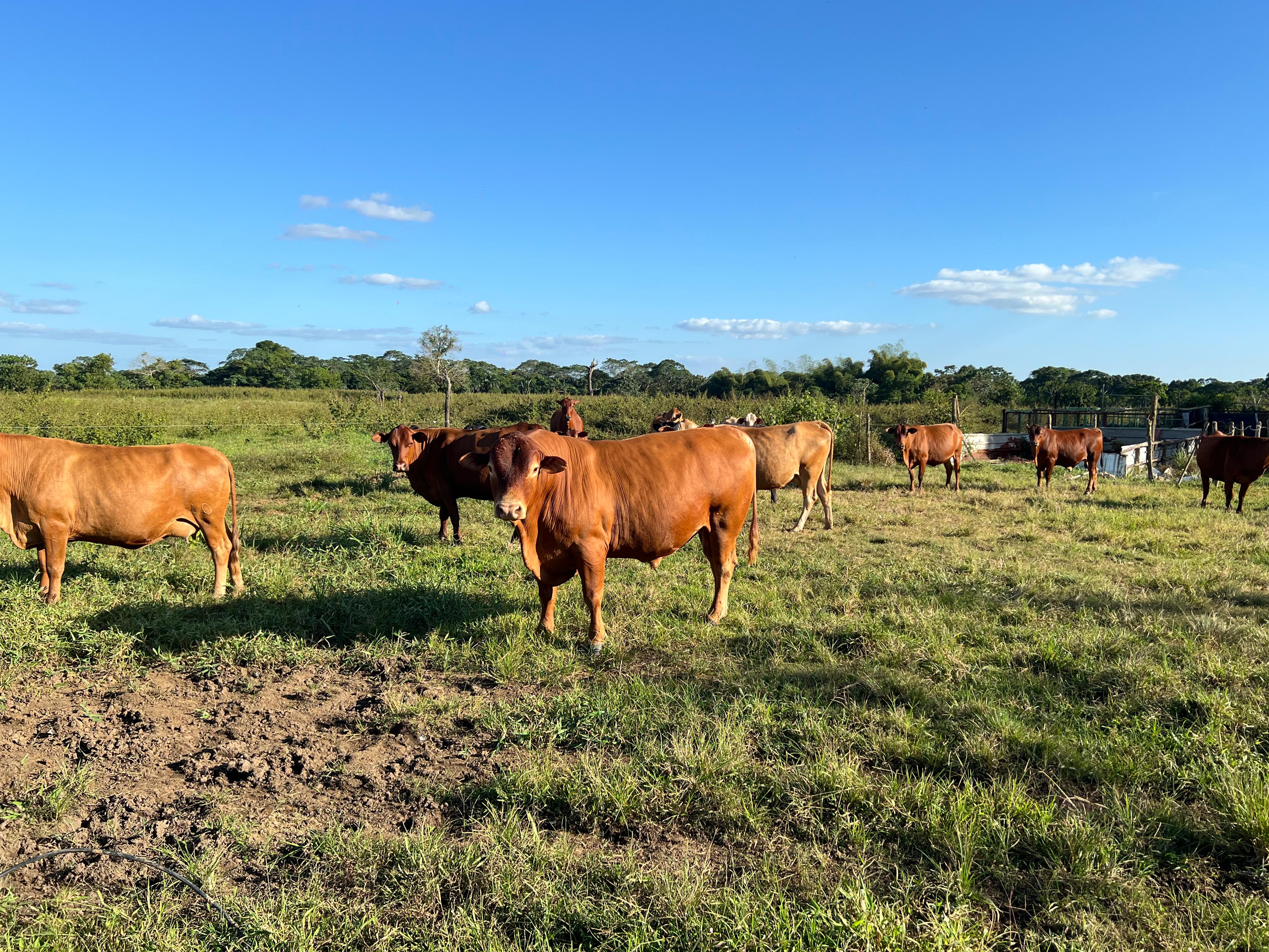 solares y terrenos - Finca GANADERA – AGRICOLA, de 386 tareas, con la major Ubicacion de Monte Plata 0