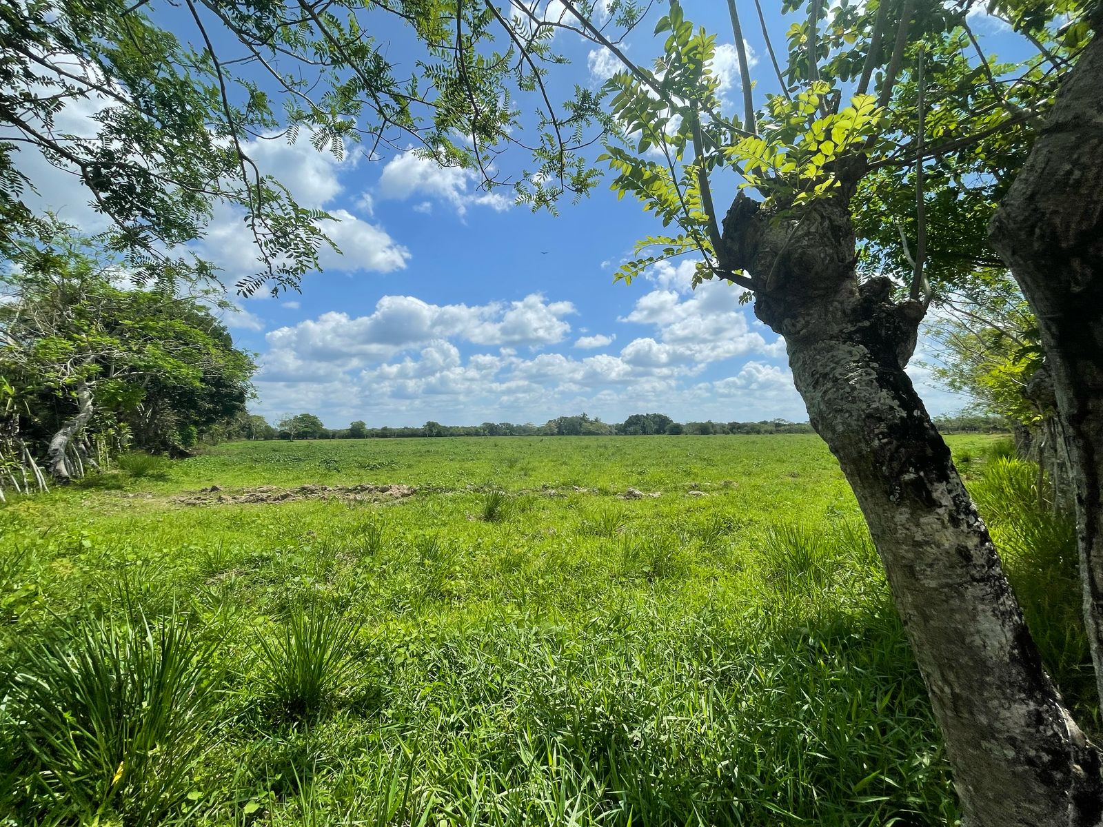 solares y terrenos -  FINCA DE 151 TAREAS EN HACIENDA ESTRELLA VIEJA, A LA ORILLA DE LA CARRETERA ASF 6